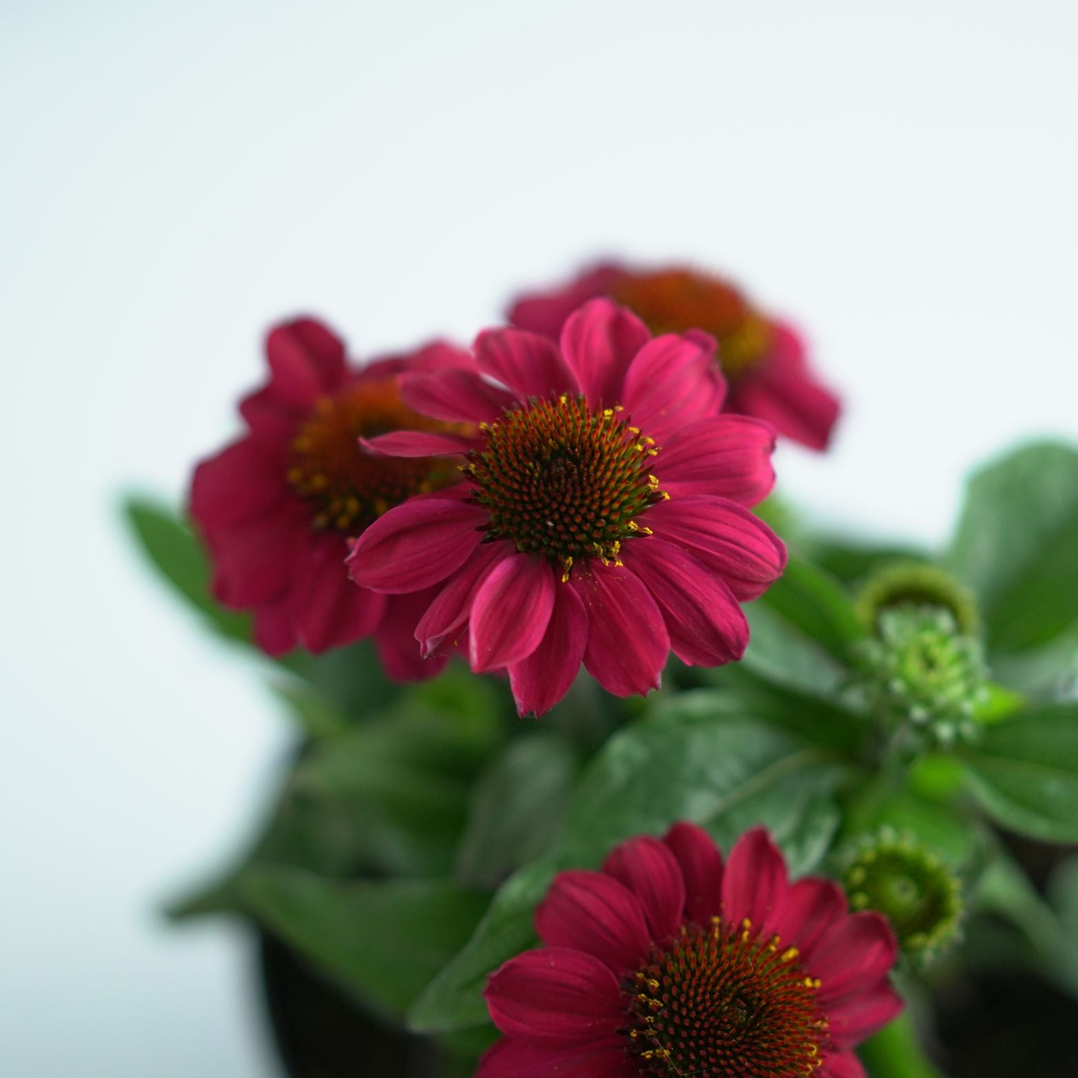 ECHINACEA PURPUREA 'Mooodz Flirty' Jeżówka