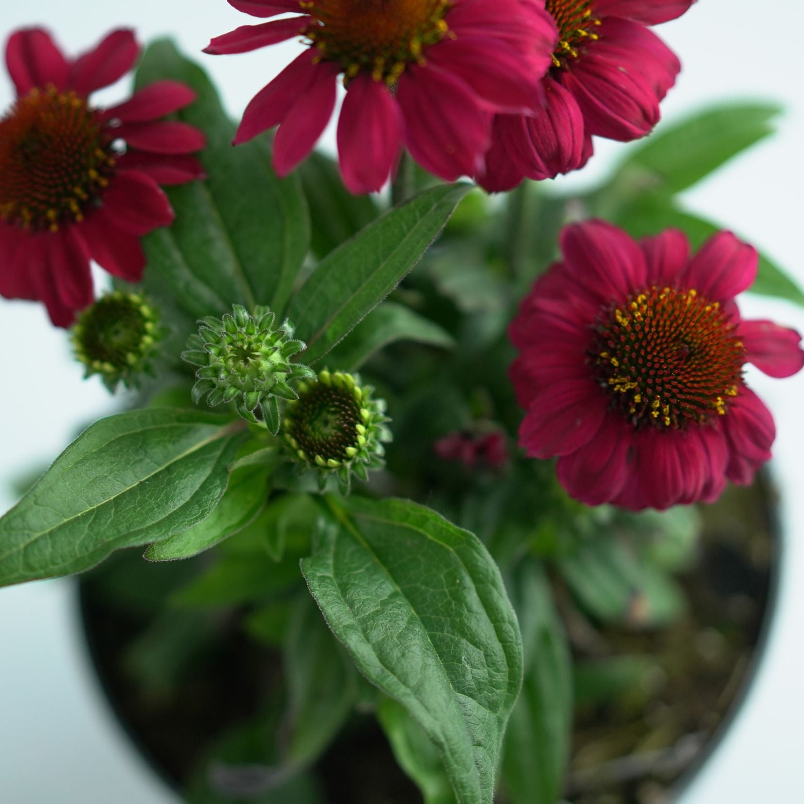 ECHINACEA PURPUREA 'Mooodz Flirty' Jeżówka