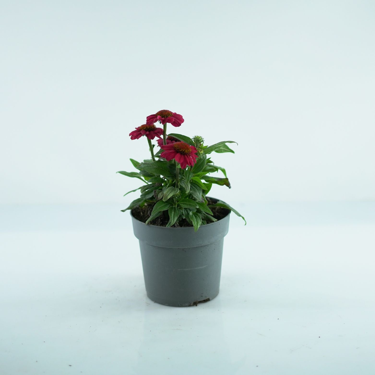 ECHINACEA PURPUREA 'Mooodz Flirty' Jeżówka