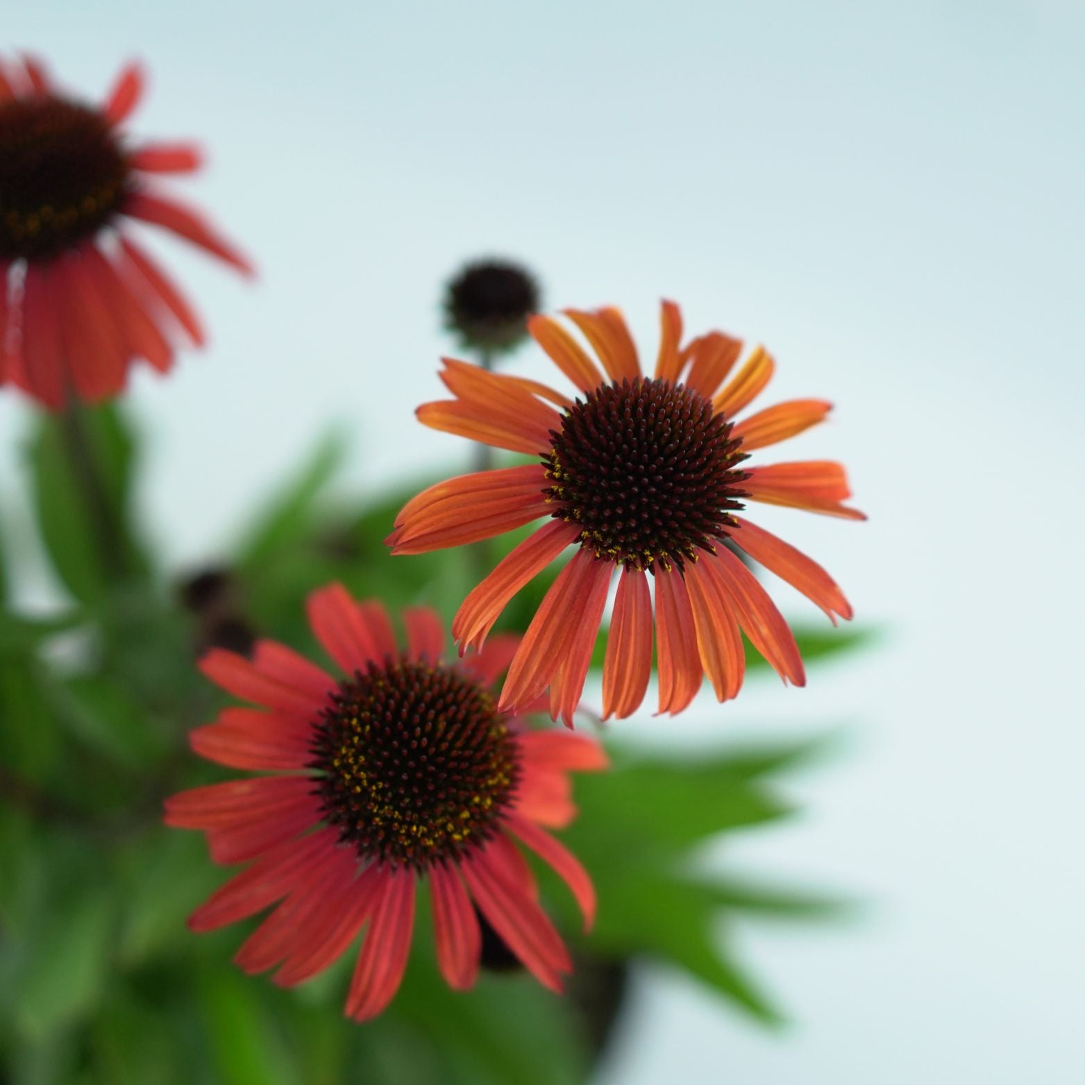 ECHINACEA PURPUREA 'Mooodz Devotion' Jeżówka purpurowa
