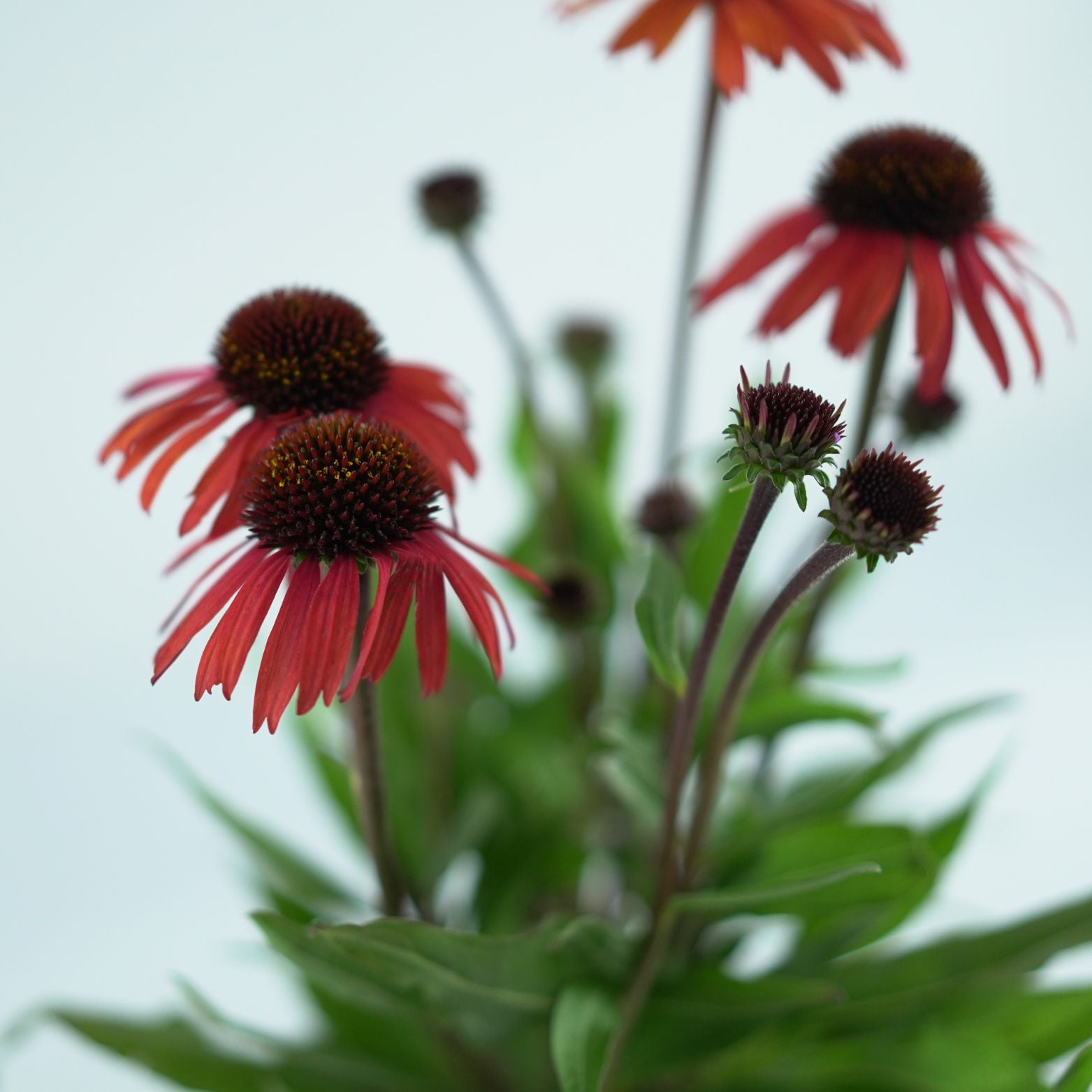 ECHINACEA PURPUREA 'Mooodz Devotion' Jeżówka purpurowa