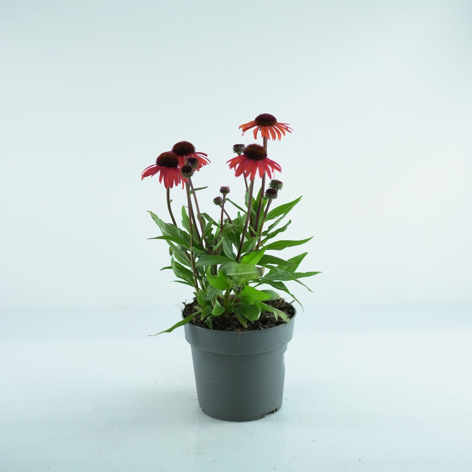 ECHINACEA PURPUREA 'Mooodz Devotion' Jeżówka purpurowa