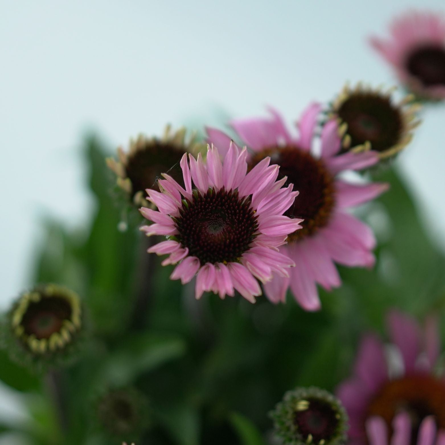 ECHINACEA PURPUREA 'Mooodz Courage' Jeżówka purpurowa