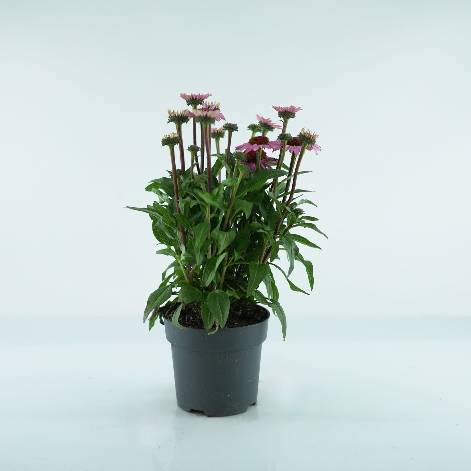 ECHINACEA PURPUREA 'Mooodz Courage' Jeżówka purpurowa