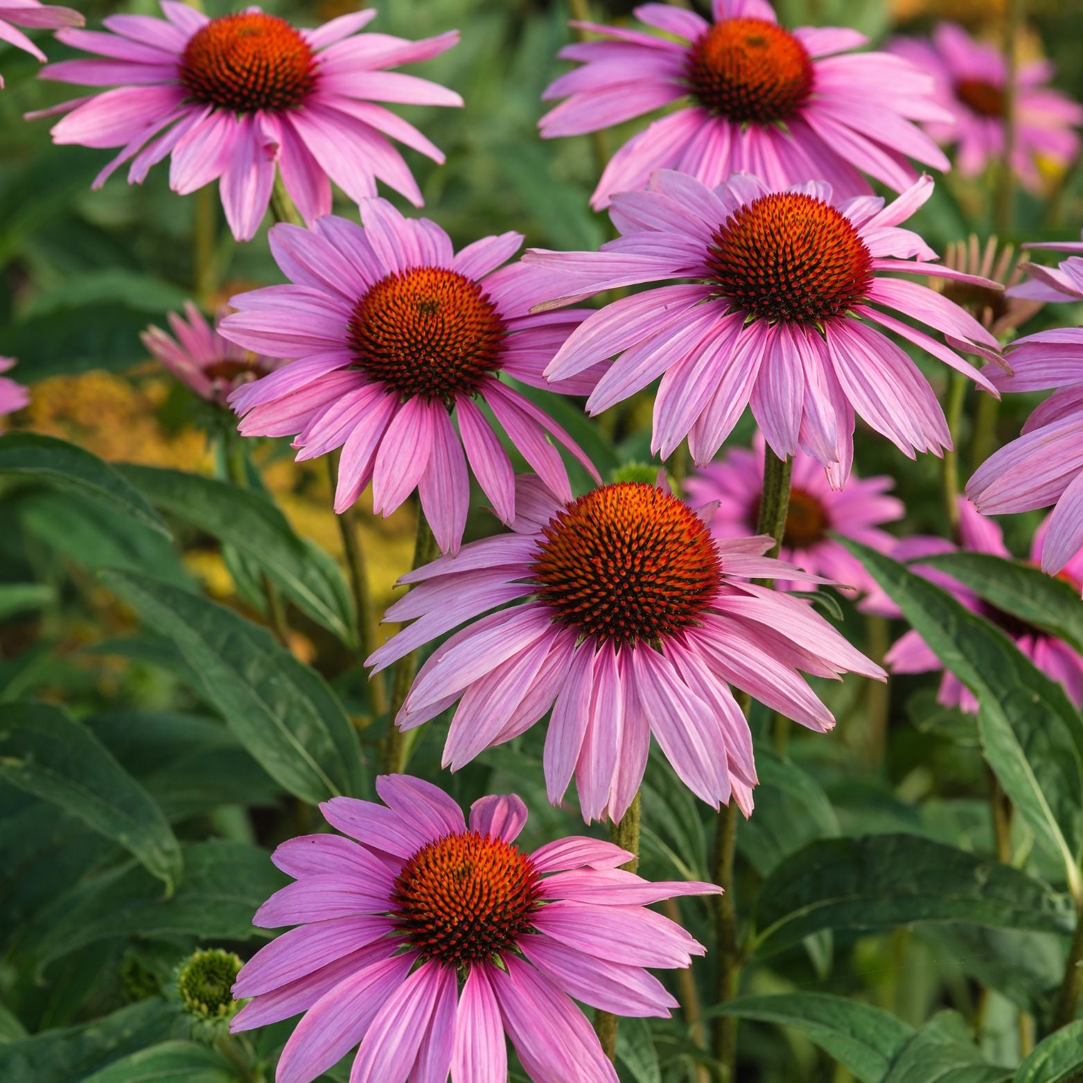 ECHINACEA PURPUREA 'Pearl Dark Pink' Jeżówka purpurowa