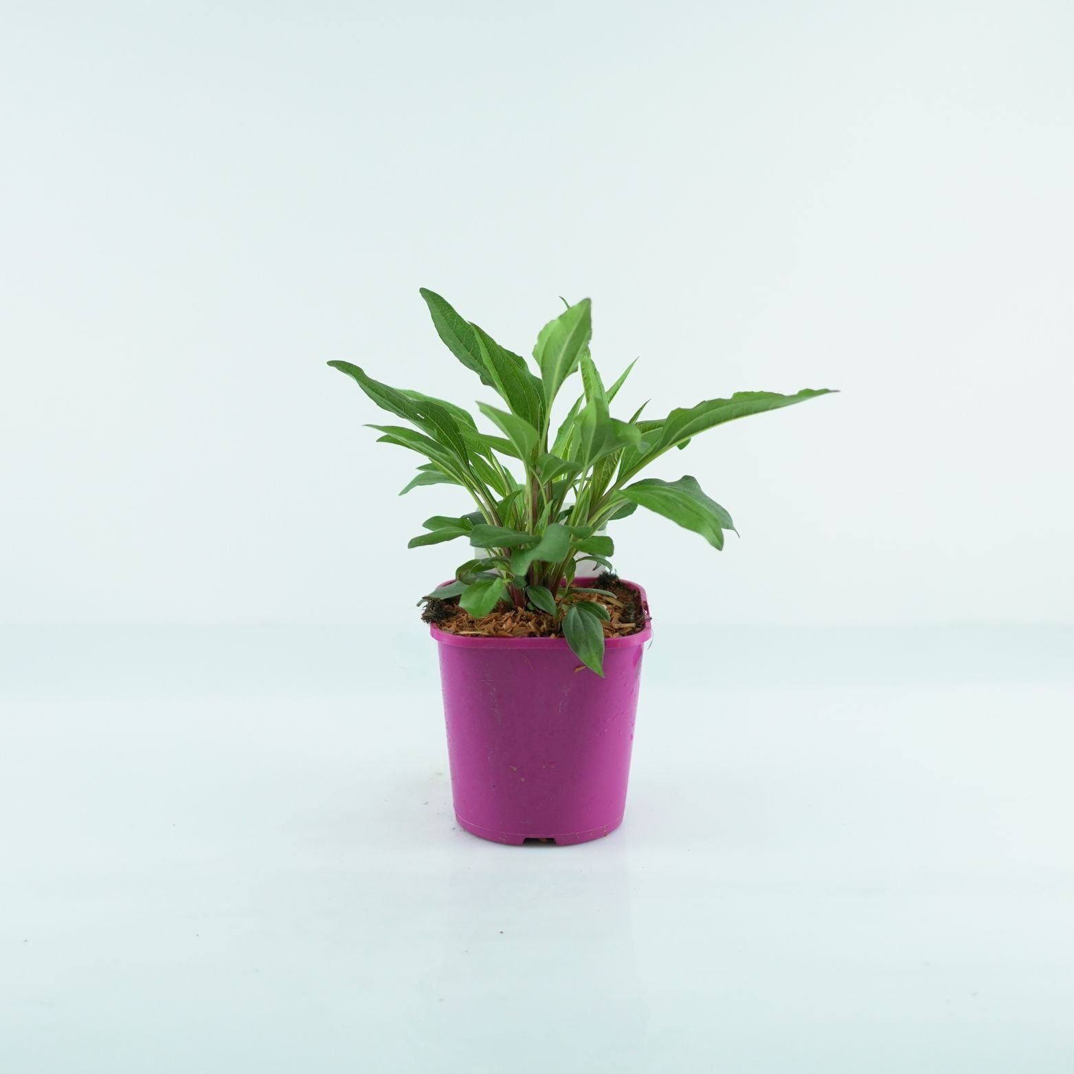ECHINACEA PURPUREA 'Pearl Dark Pink' Jeżówka purpurowa