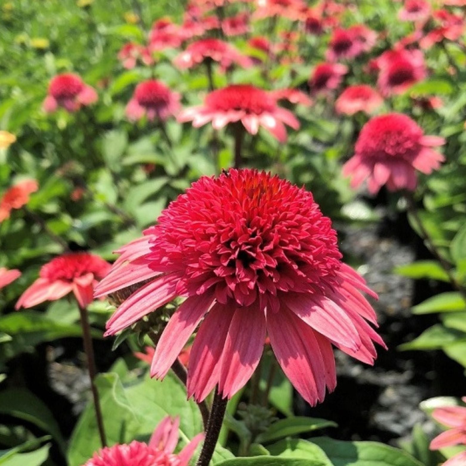 ECHINACEA PURPUREA 'Raspberry Truffle' Jeżówka purpurowa