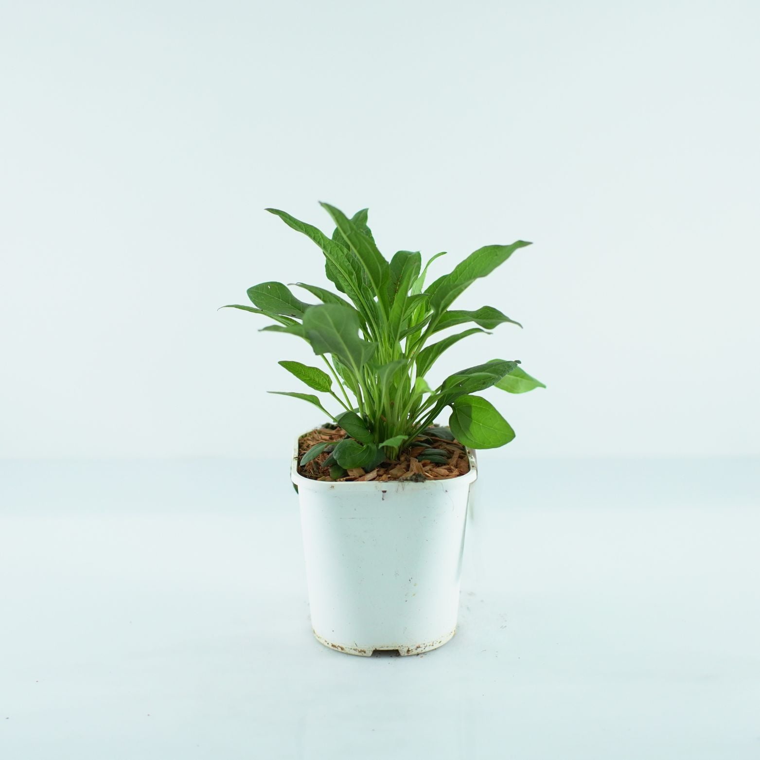 ECHINACEA PURPUREA 'White Pearl' Jeżówka purpurowa