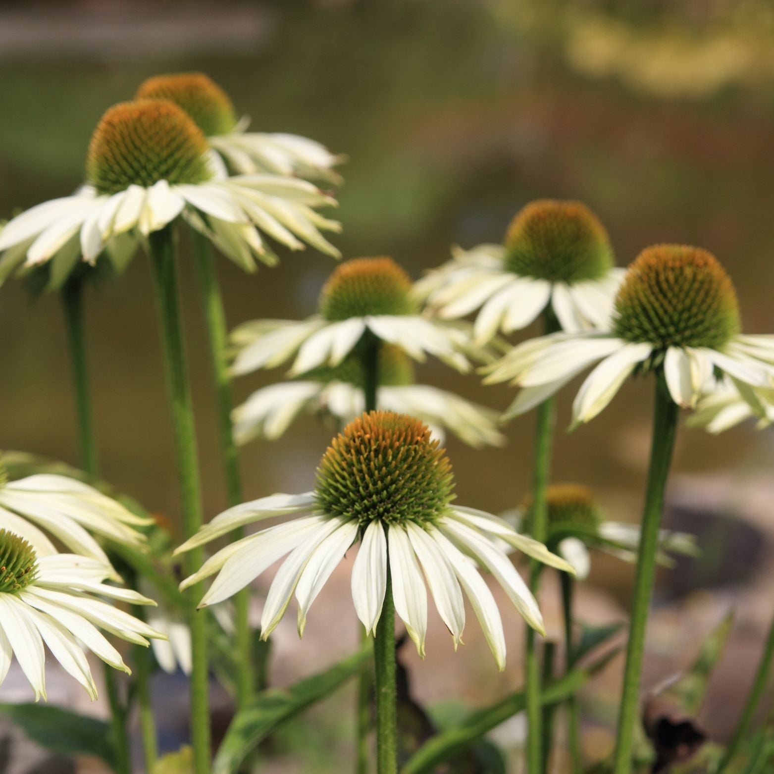 ECHINACEA PURPUREA 'White Pearl' Jeżówka purpurowa
