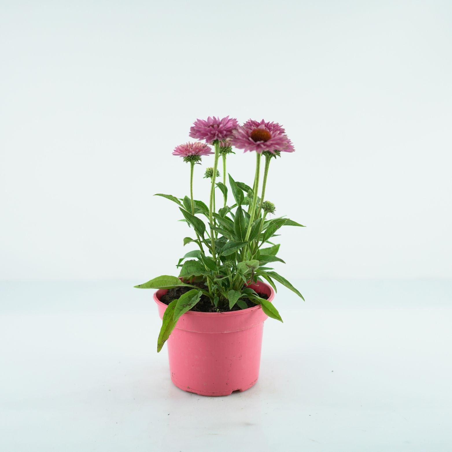 ECHINACEA PURPUREA 'Bolero' Jeżówka