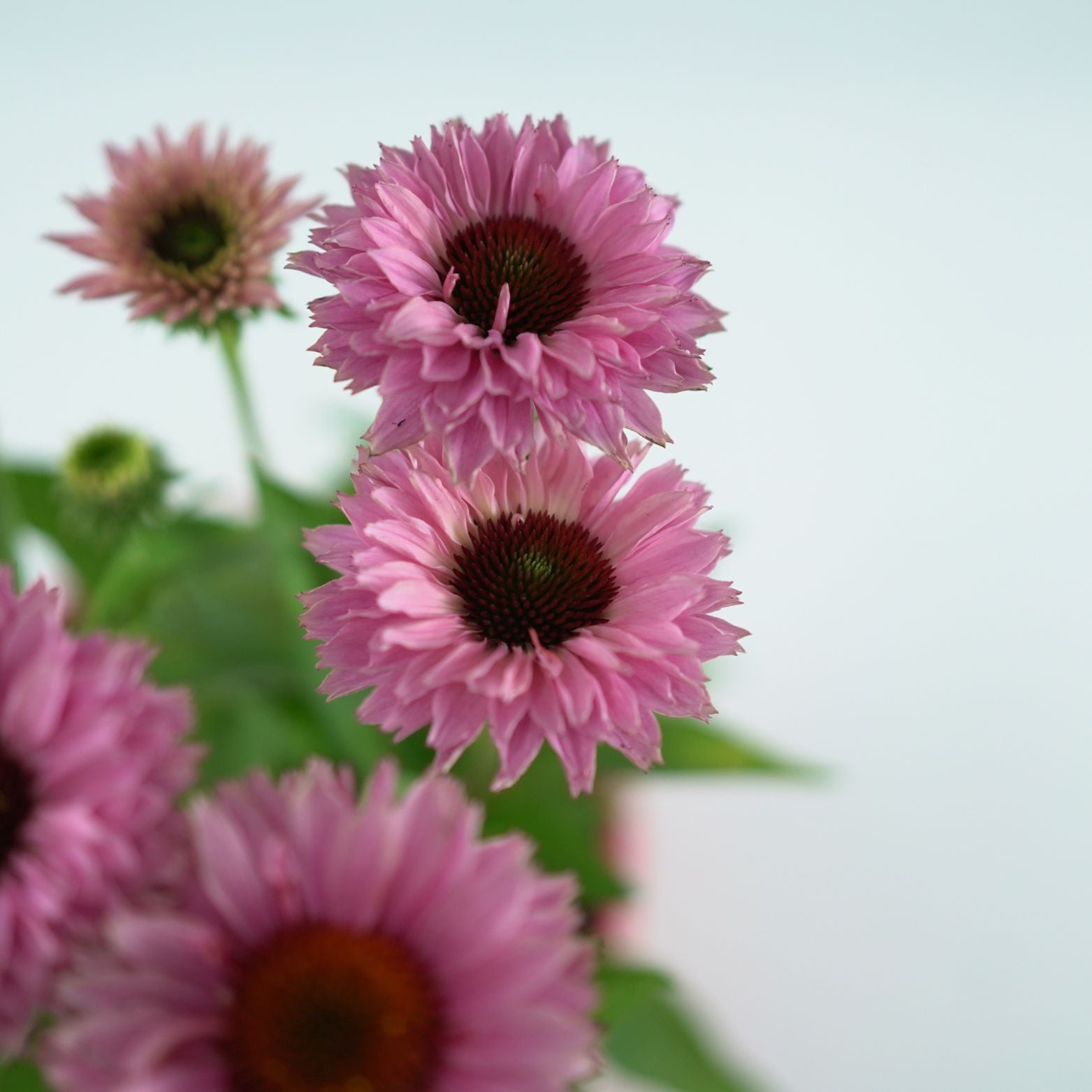 ECHINACEA PURPUREA 'Bolero' Jeżówka