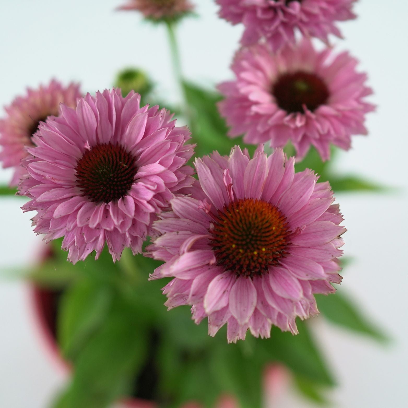 ECHINACEA PURPUREA 'Bolero' Jeżówka