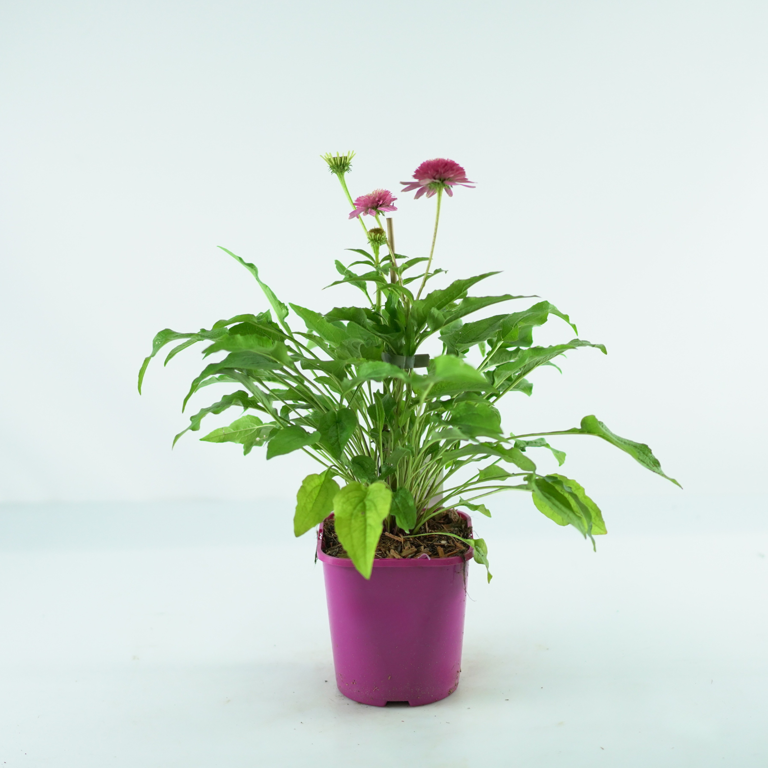 ECHINACEA PURPUREA 'Butterfly Kisses' Jeżówka purpurowa