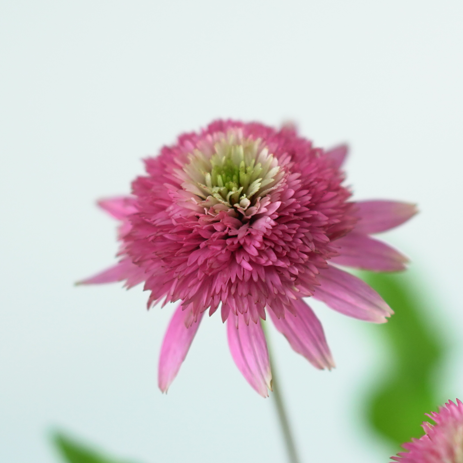 ECHINACEA PURPUREA 'Butterfly Kisses' Jeżówka purpurowa