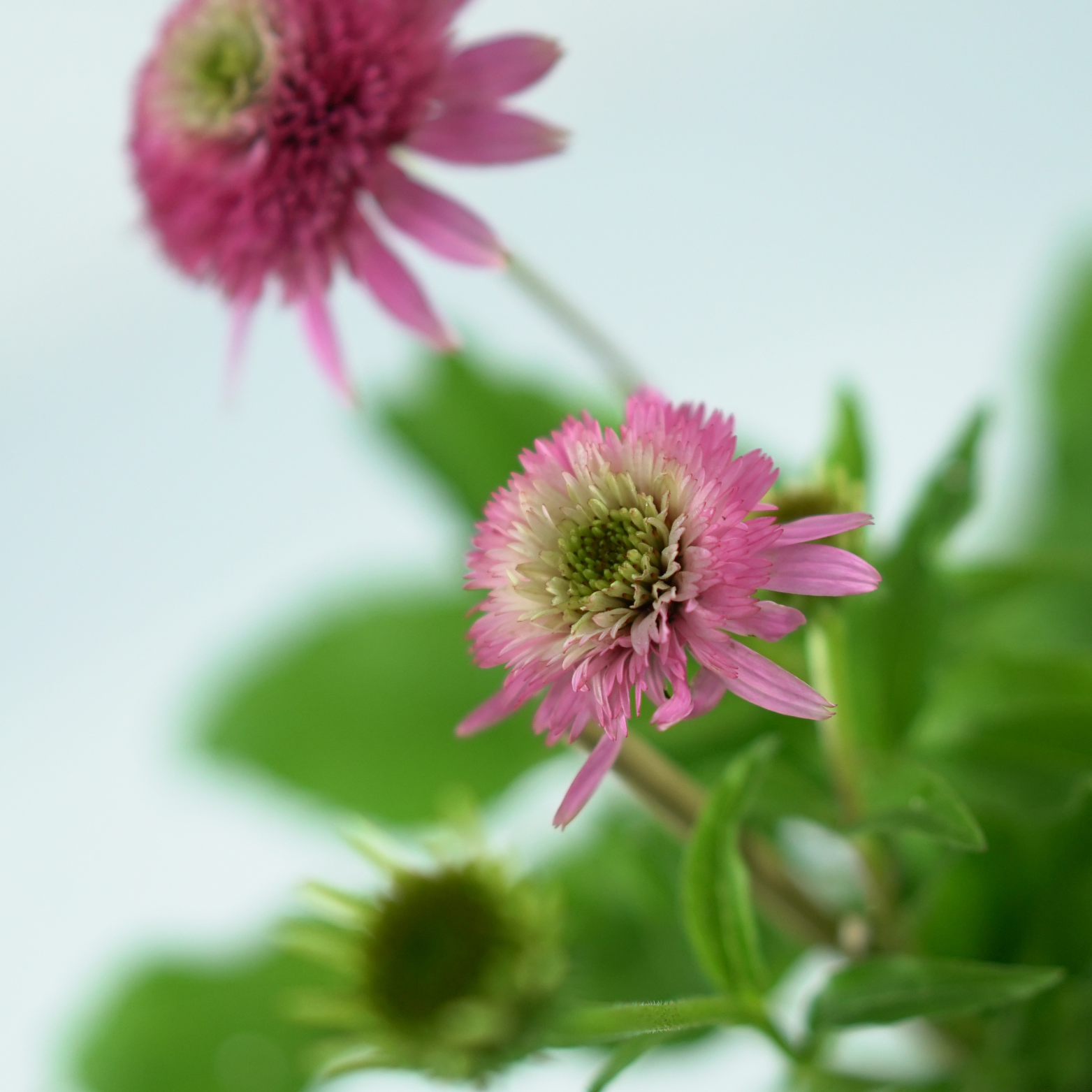 ECHINACEA PURPUREA 'Butterfly Kisses' Jeżówka purpurowa