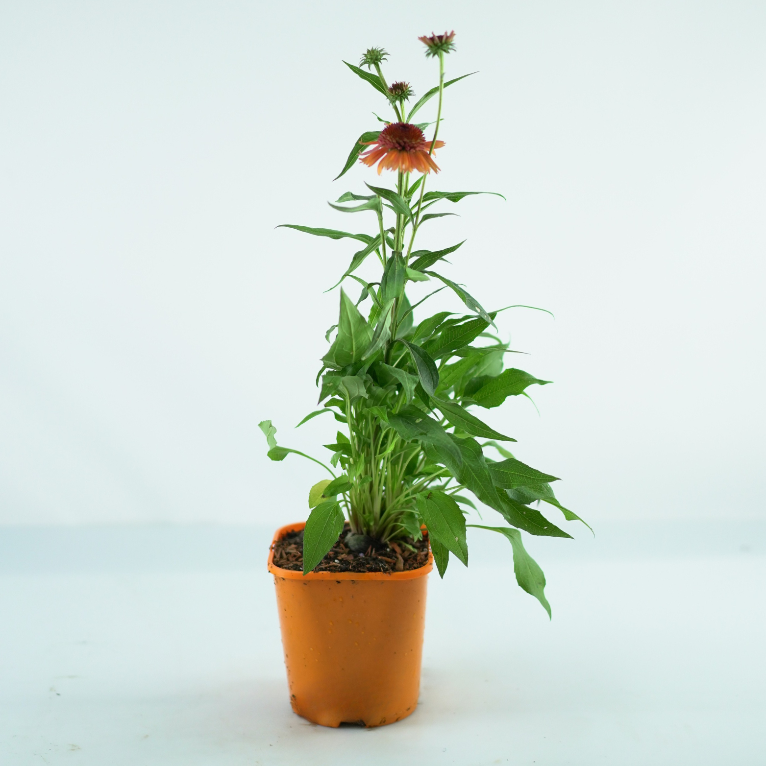 ECHINACEA PURPUREA 'Carrot Cake' Jeżówka purpurowa