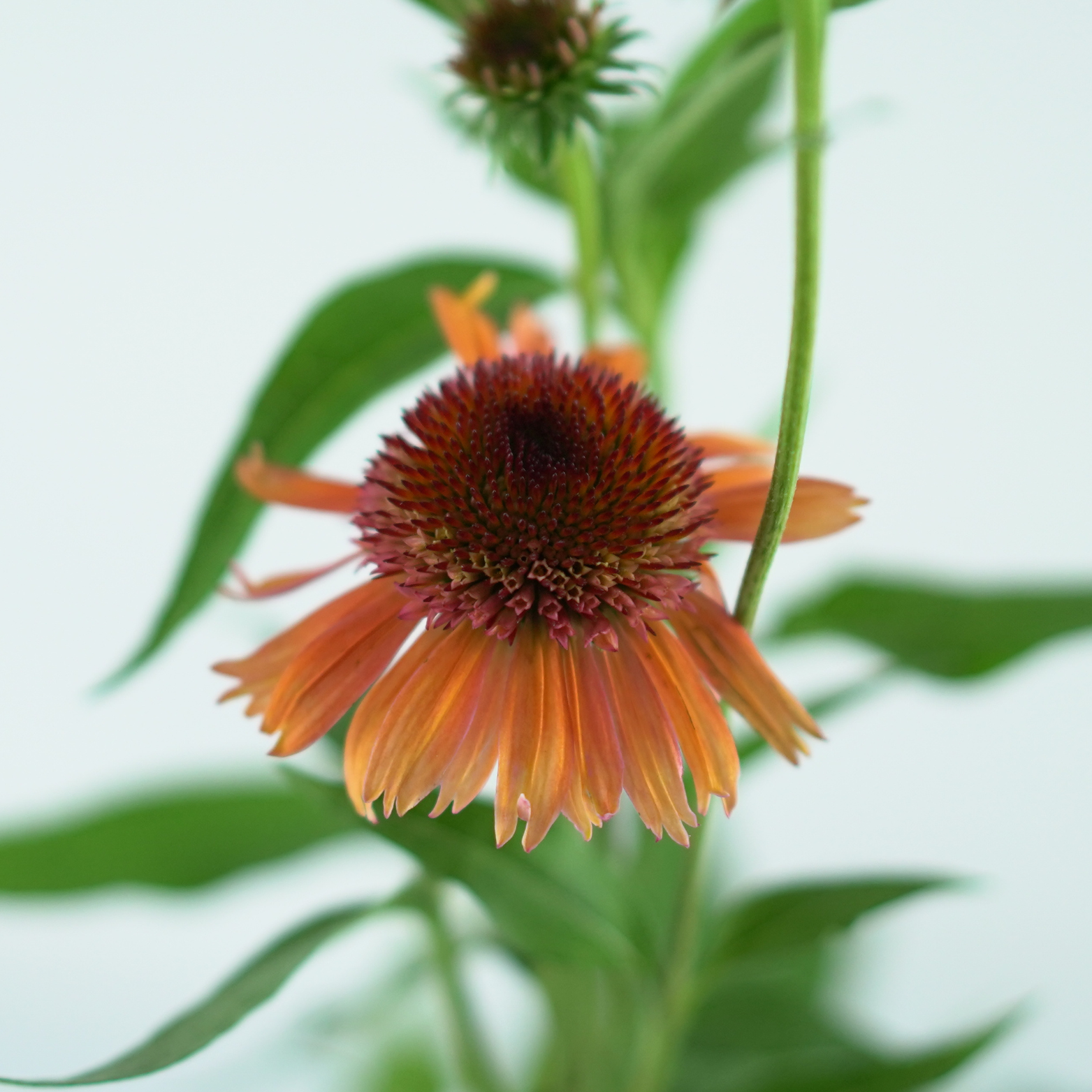 ECHINACEA PURPUREA 'Carrot Cake' Jeżówka purpurowa