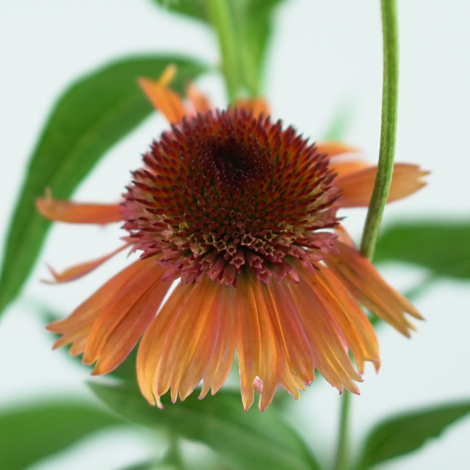 ECHINACEA PURPUREA 'Carrot Cake' Jeżówka purpurowa