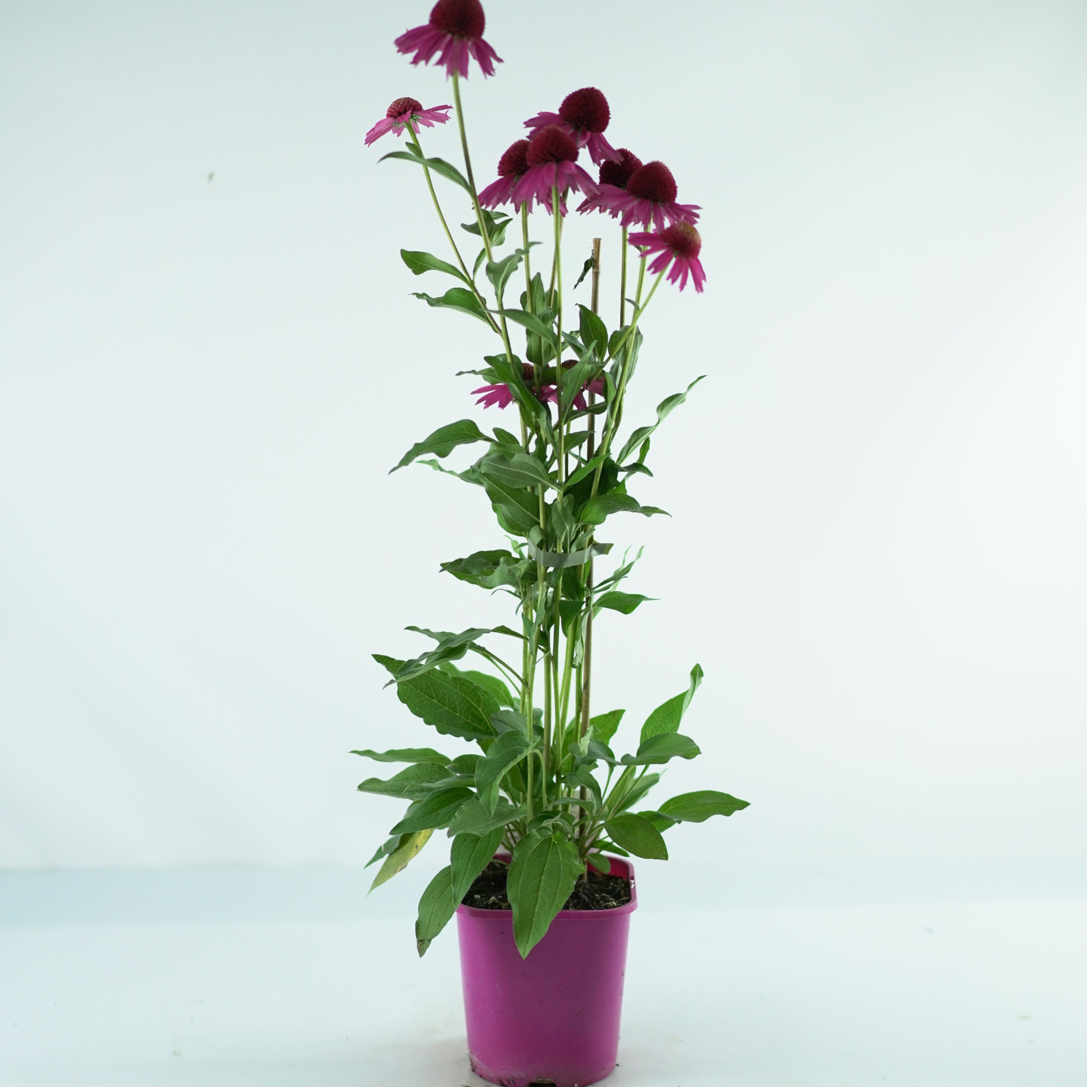 ECHINACEA PURPUREA 'Delicious Candy Noortdeli' Jeżówka purpurowa