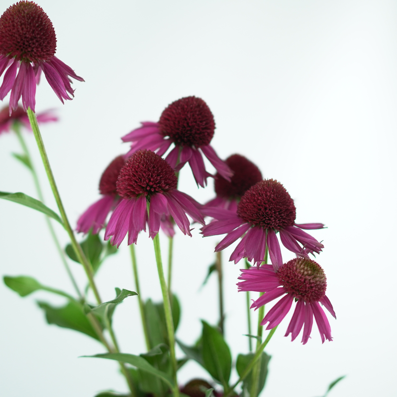 ECHINACEA PURPUREA 'Delicious Candy Noortdeli' Jeżówka purpurowa