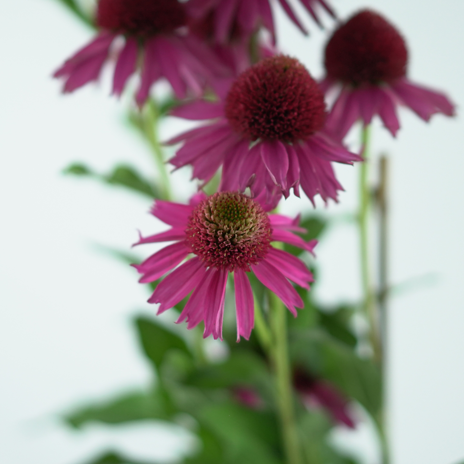 ECHINACEA PURPUREA 'Delicious Candy Noortdeli' Jeżówka purpurowa