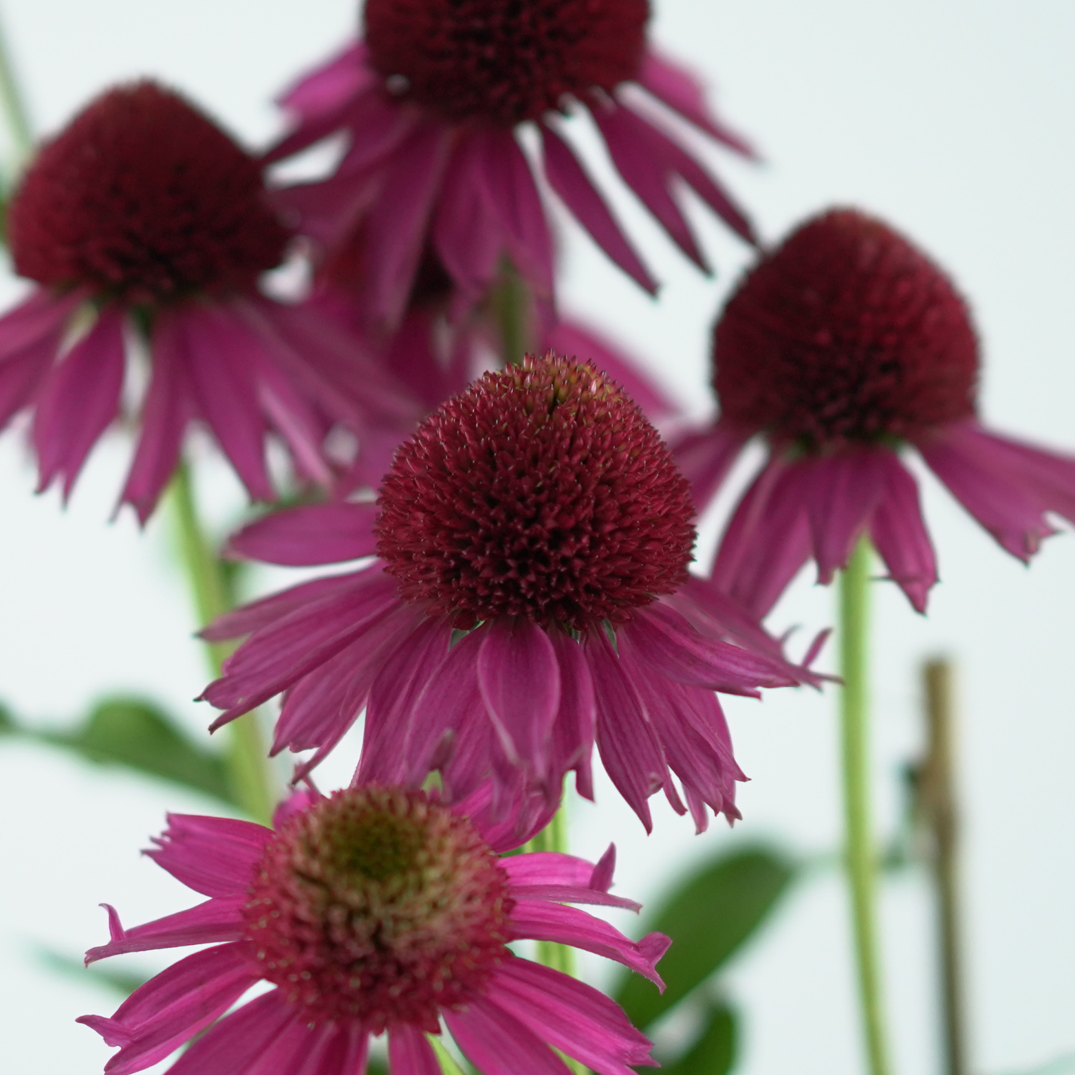 ECHINACEA PURPUREA 'Delicious Candy Noortdeli' Jeżówka purpurowa
