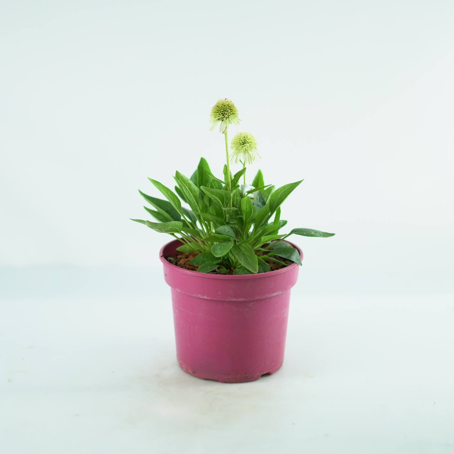 ECHINACEA PURPUREA 'Delicious Nougat' Jeżówka purpurowa