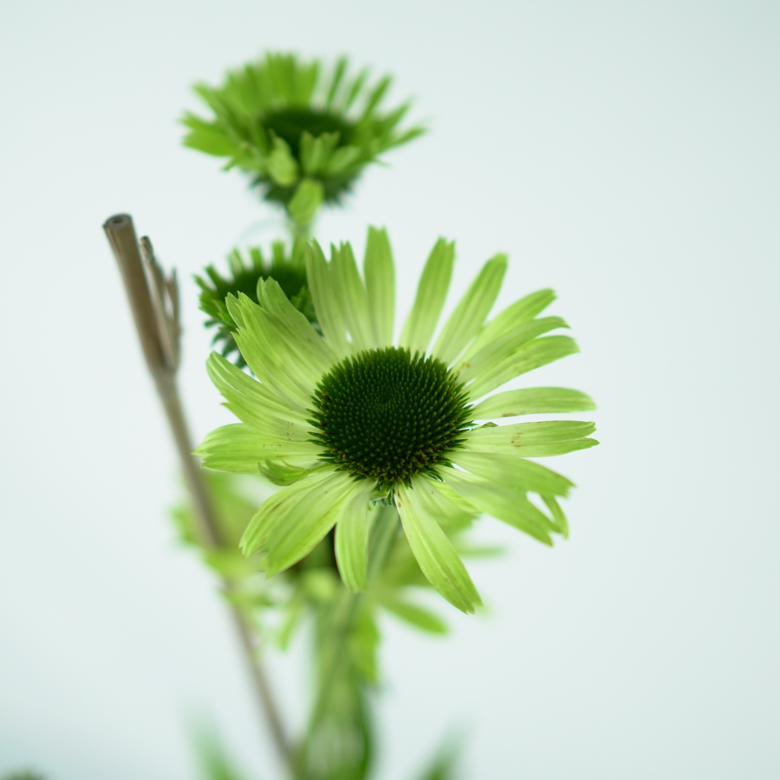 ECHINACEA PURPUREA 'Green Jewel' Jeżówka purpurowa