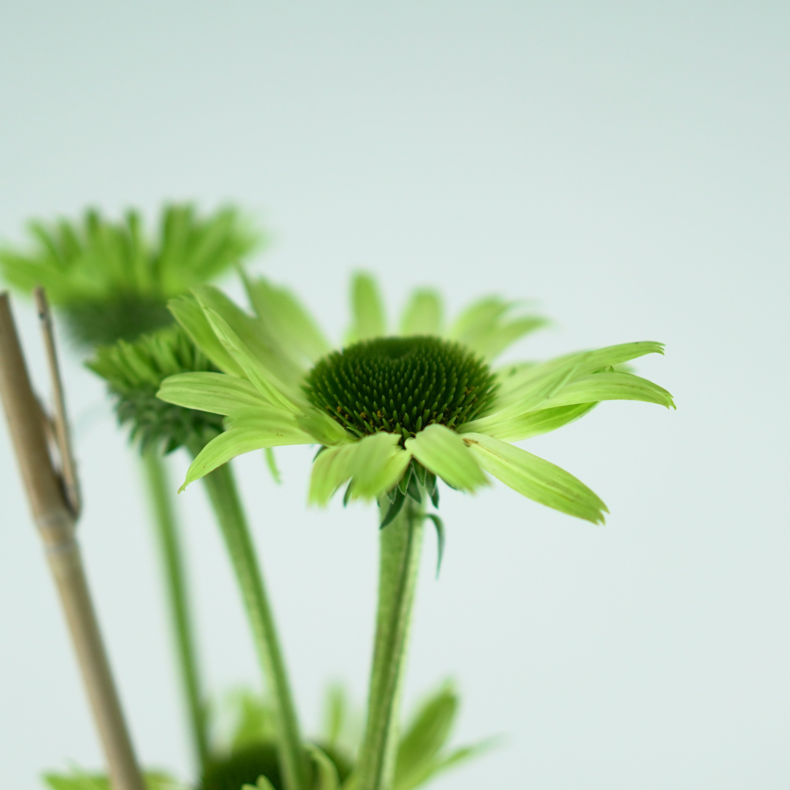 ECHINACEA PURPUREA 'Green Jewel' Jeżówka purpurowa