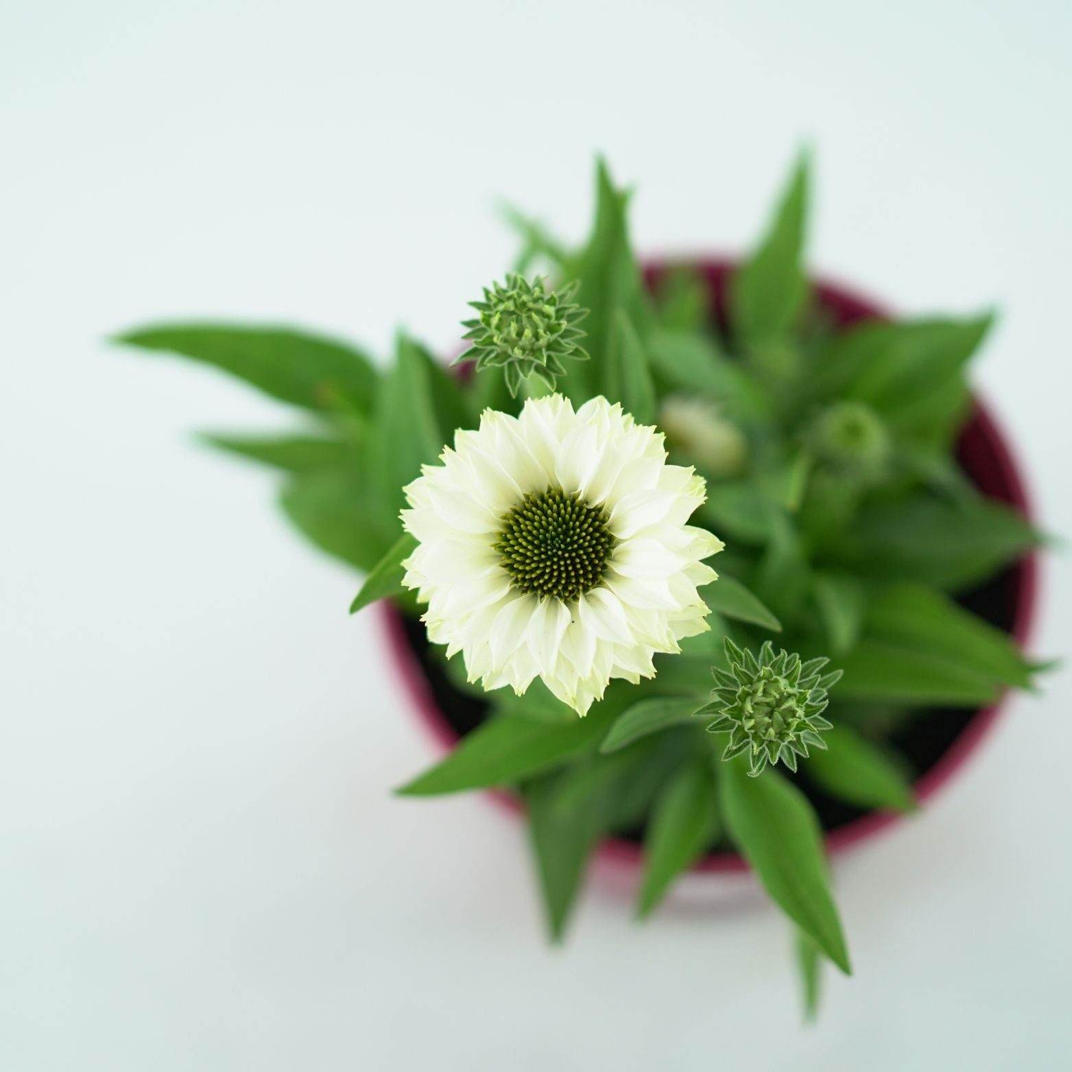ECHINACEA PURPUREA 'Sunseekers White Perfection' Jeżówka