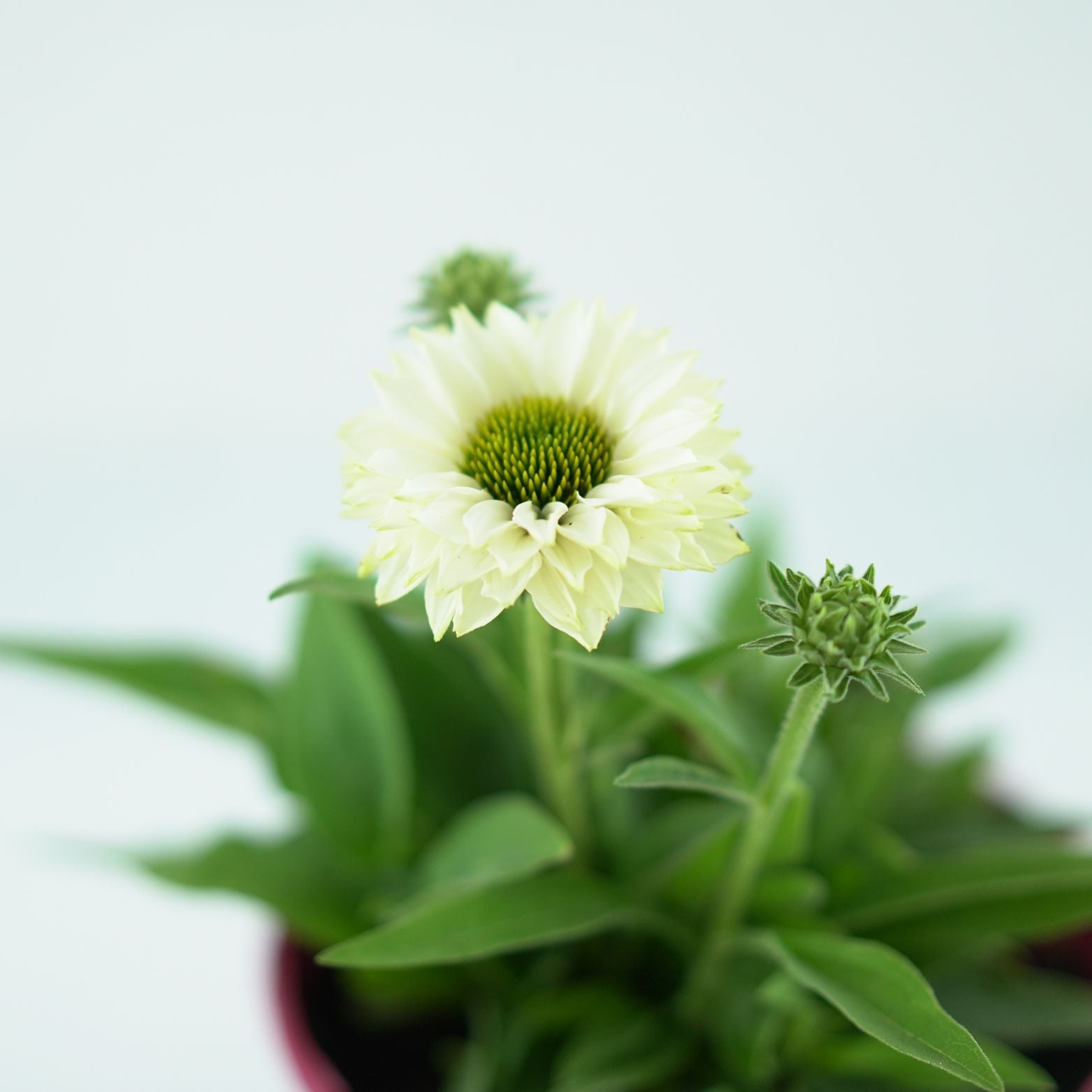 ECHINACEA PURPUREA 'Sunseekers White Perfection' Jeżówka