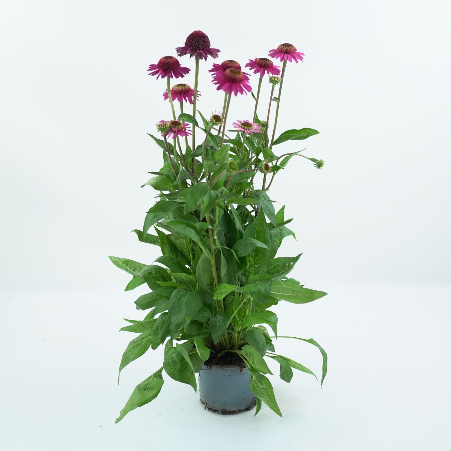 ECHINACEA PURPUREA DELICIOUS CANDY Je wka Purpurowa Hortorus echinacea-purpurea-delicious-candy-je-wka-purpurowa-hortorus