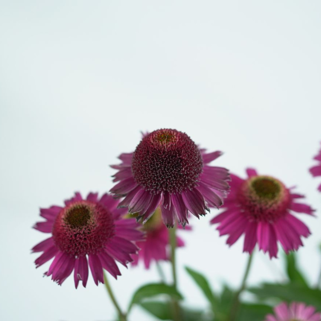 ECHINACEA PURPUREA 'DELICIOUS CANDY' Jeżówka purpurowa