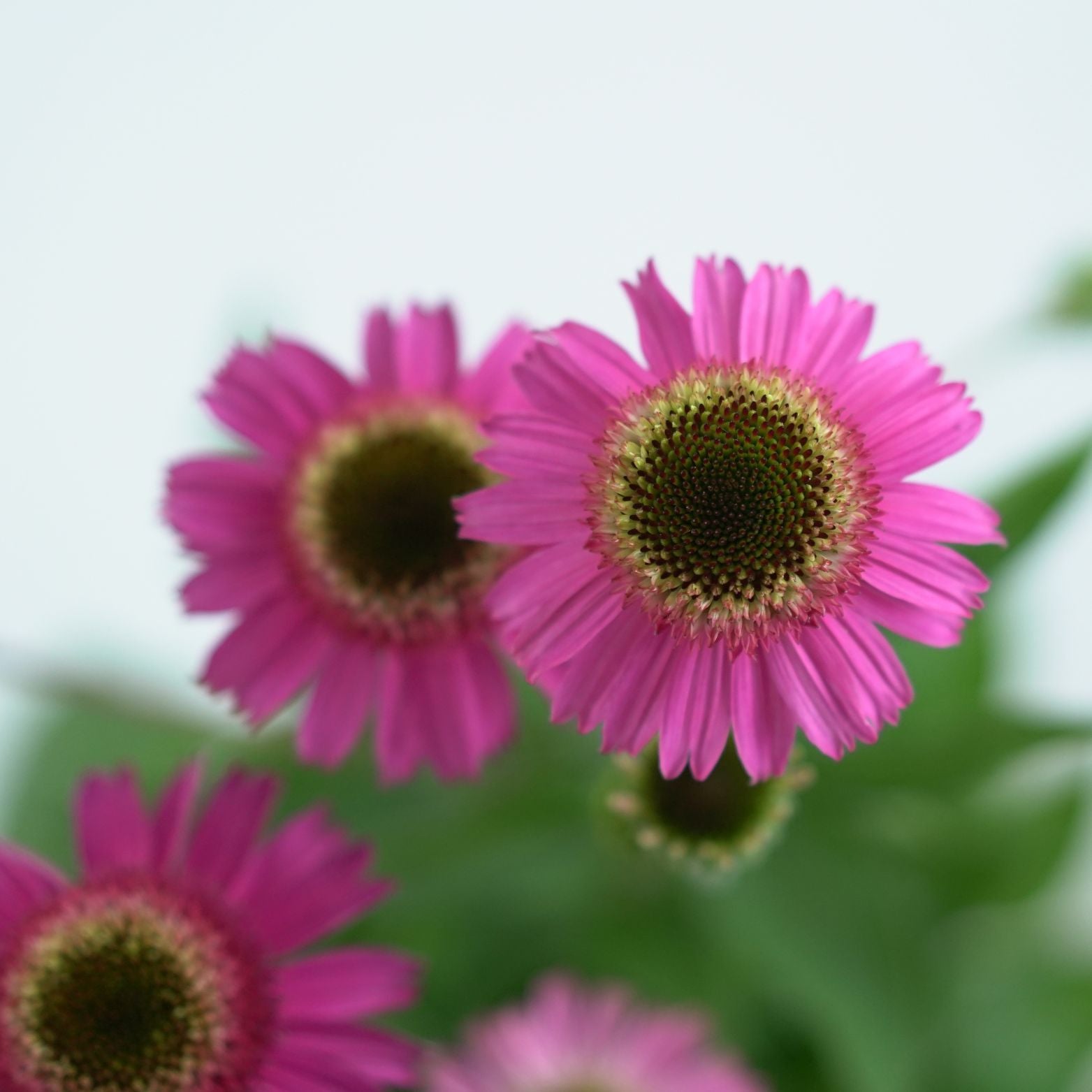 ECHINACEA PURPUREA 'DELICIOUS CANDY' Jeżówka purpurowa