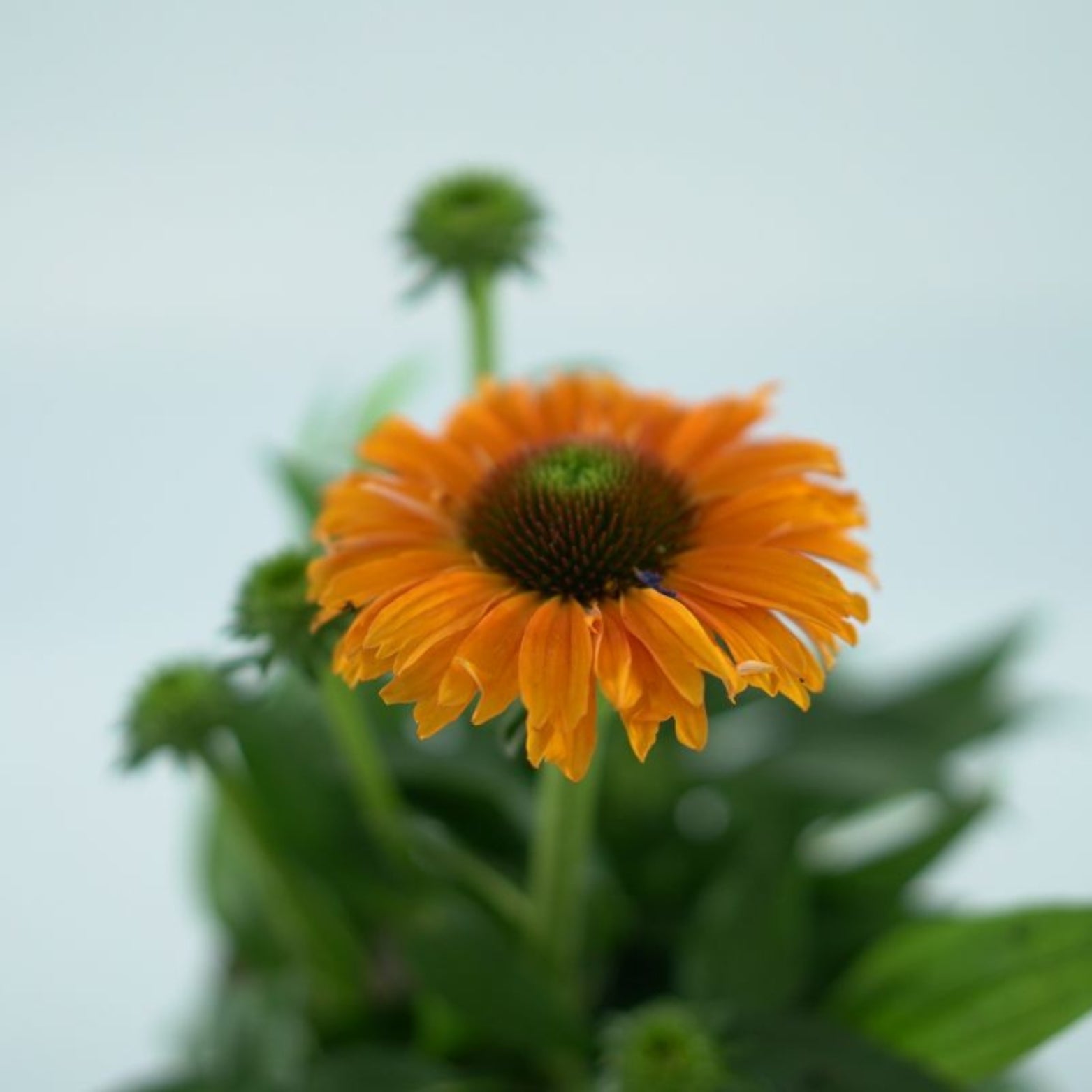 ECHINACEA PURPUREA Jeżówka purpurowa