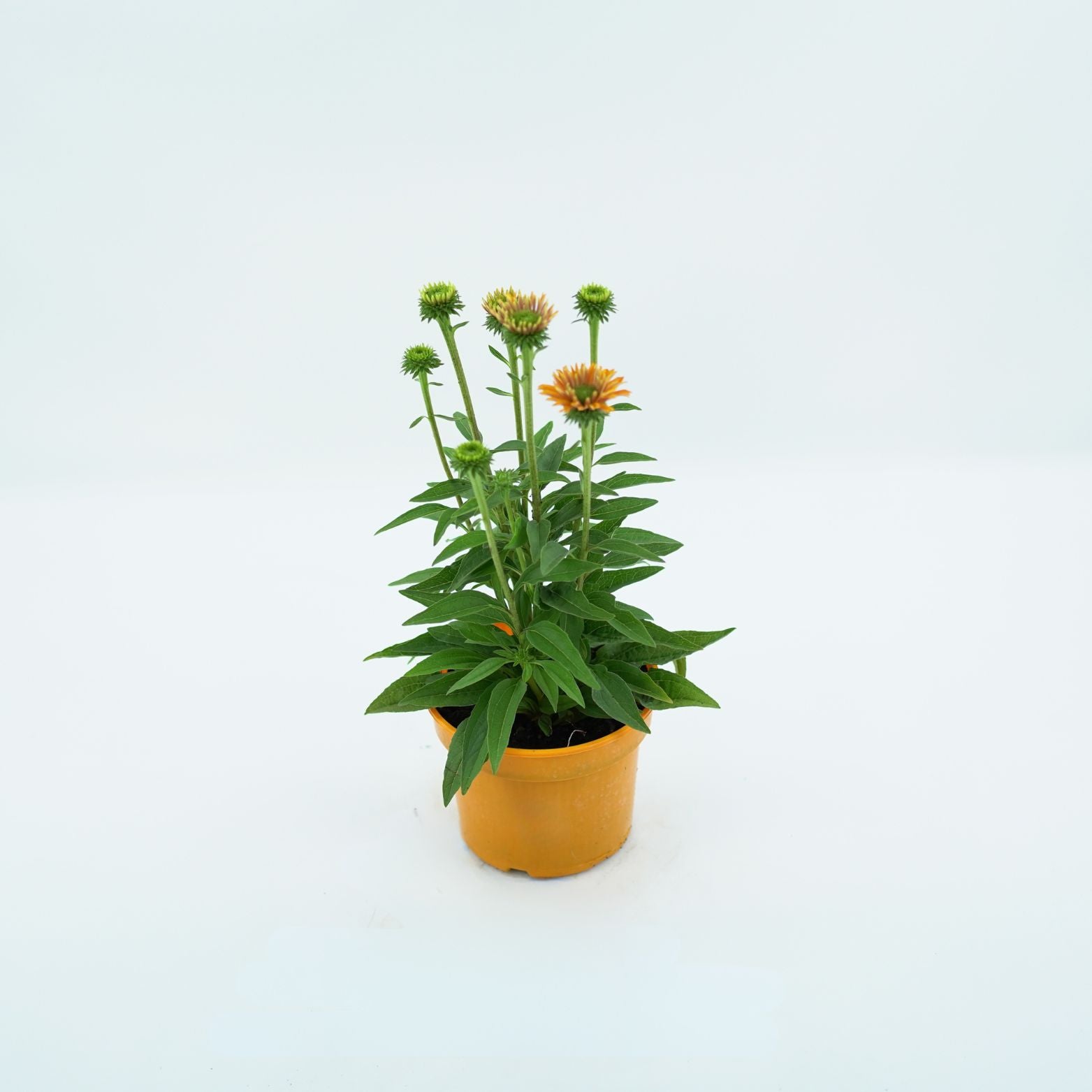 ECHINACEA PURPUREA 'LAKOTA' Jeżówka purpurowa