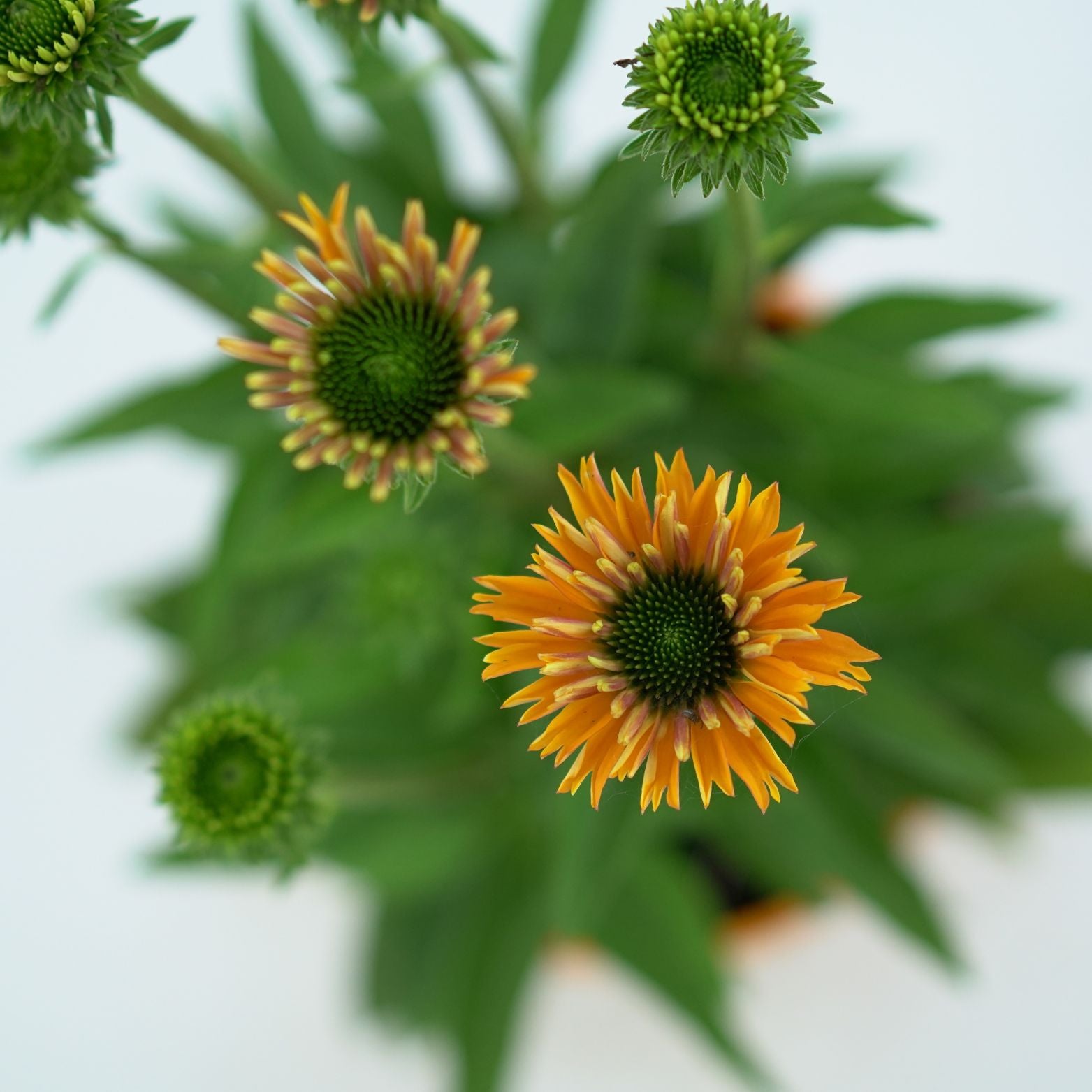 ECHINACEA PURPUREA 'LAKOTA' Jeżówka purpurowa