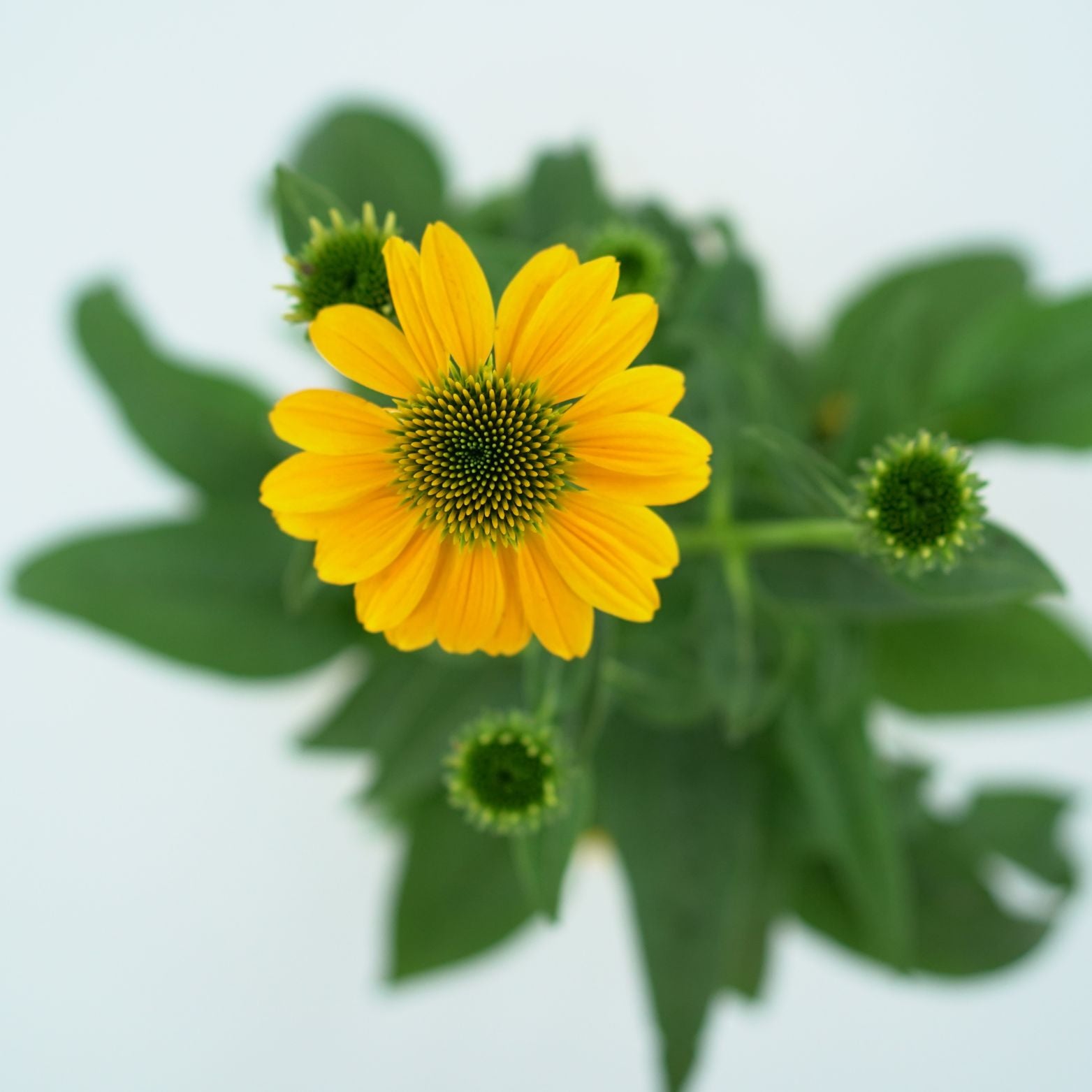 ECHINACEA PURPUREA 'LAKOTA LEMON' Jeżówka purpurowa