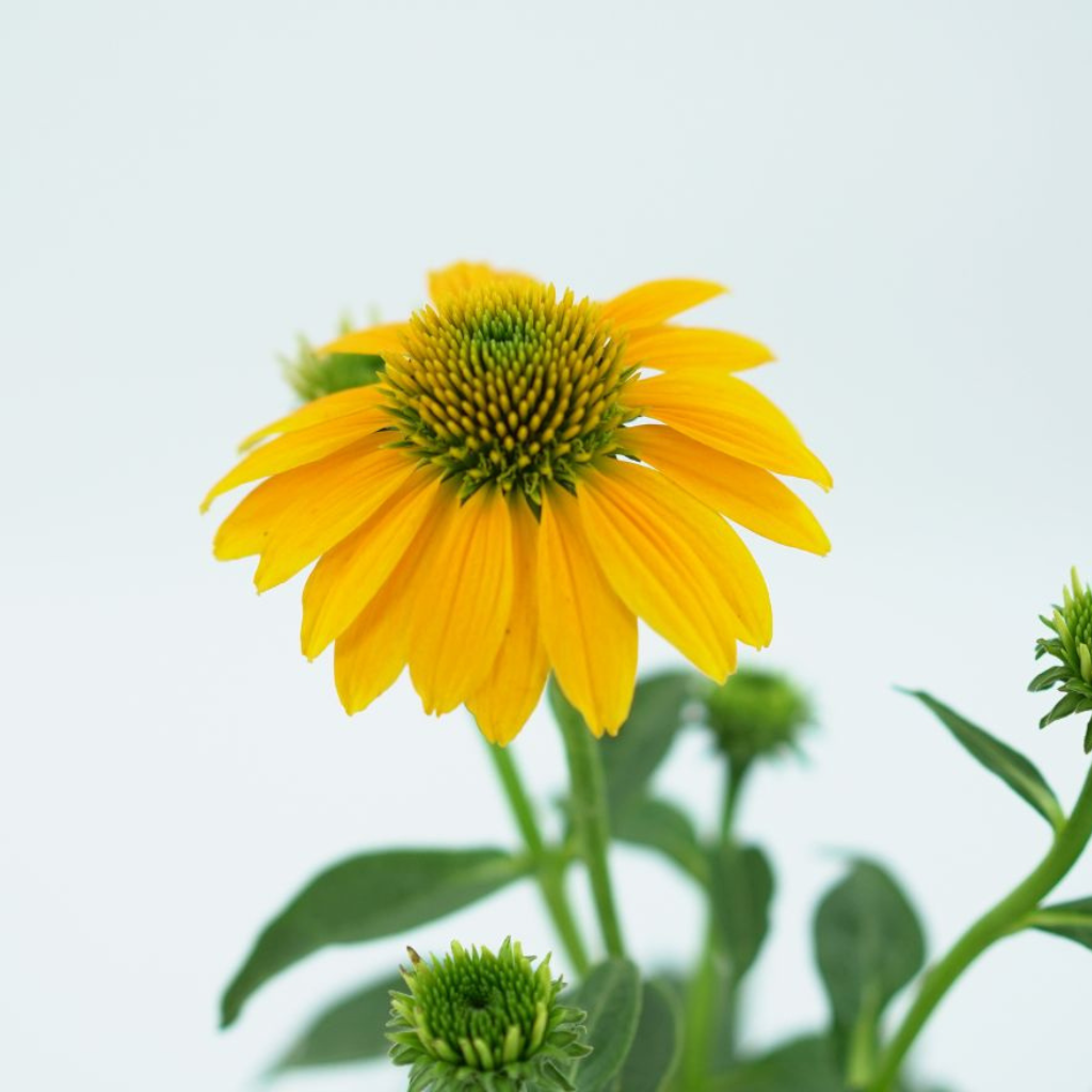 ECHINACEA PURPUREA 'LAKOTA LEMON' Jeżówka purpurowa