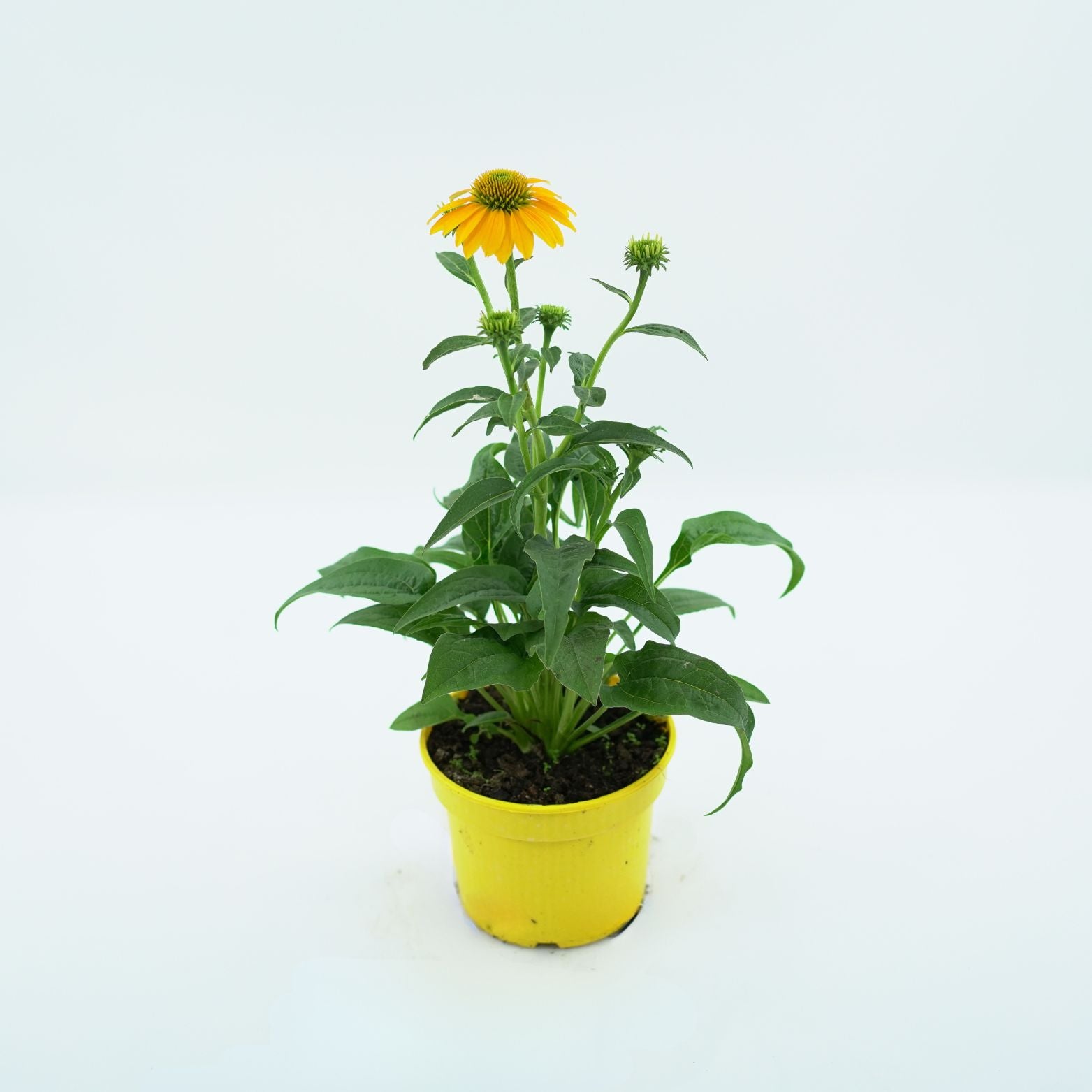 ECHINACEA PURPUREA 'LAKOTA LEMON' Jeżówka purpurowa