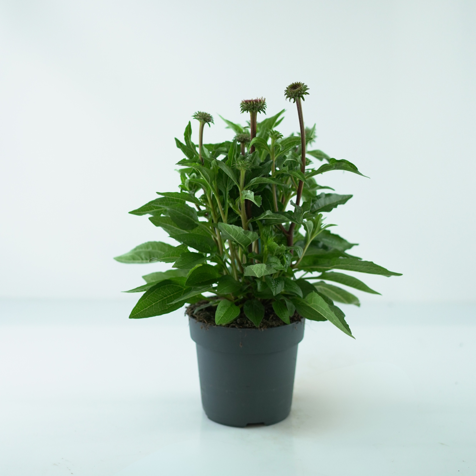 ECHINACEA PURPUREA 'Mooodz Courage' Jeżówka purpurowa