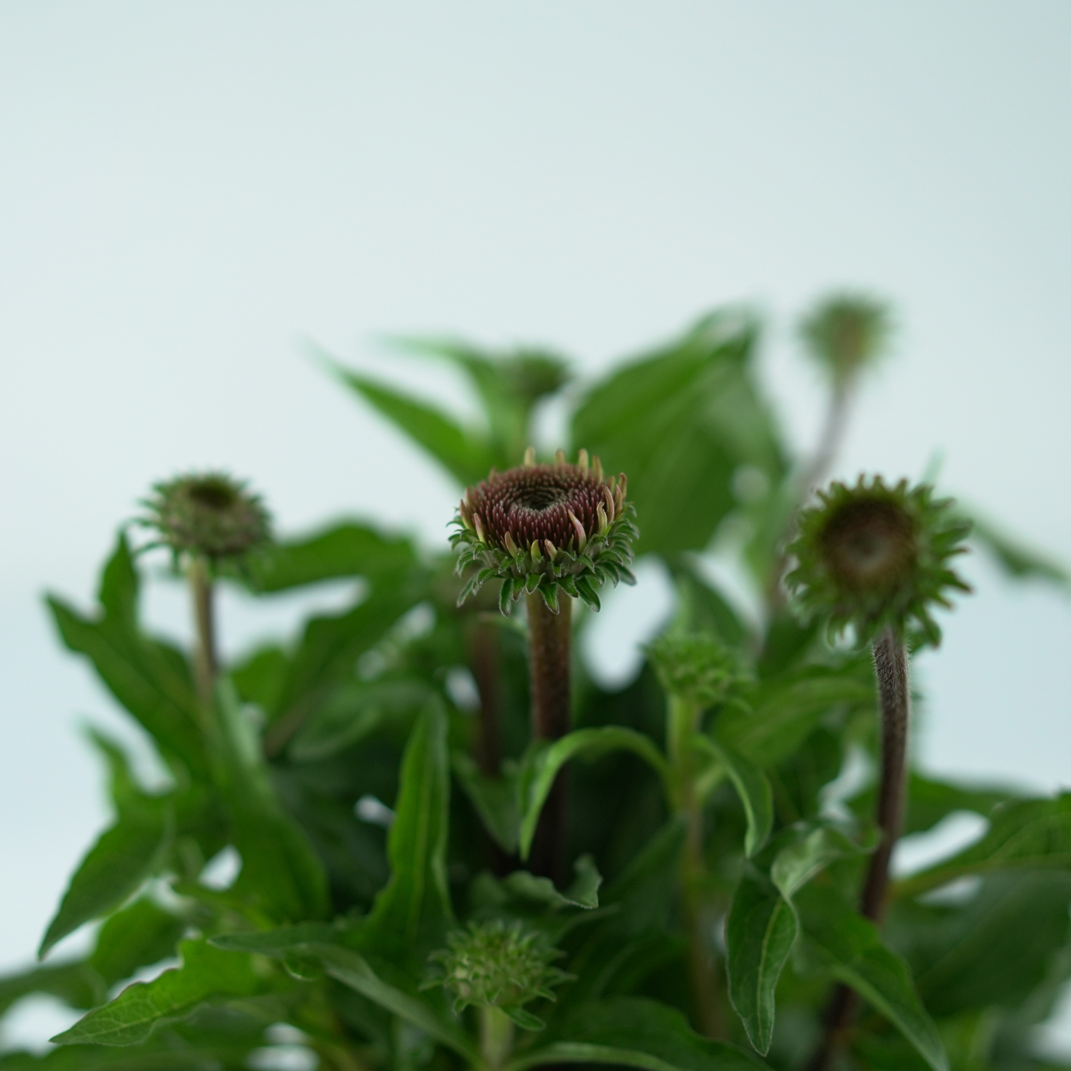 ECHINACEA PURPUREA 'Mooodz Courage' Jeżówka purpurowa