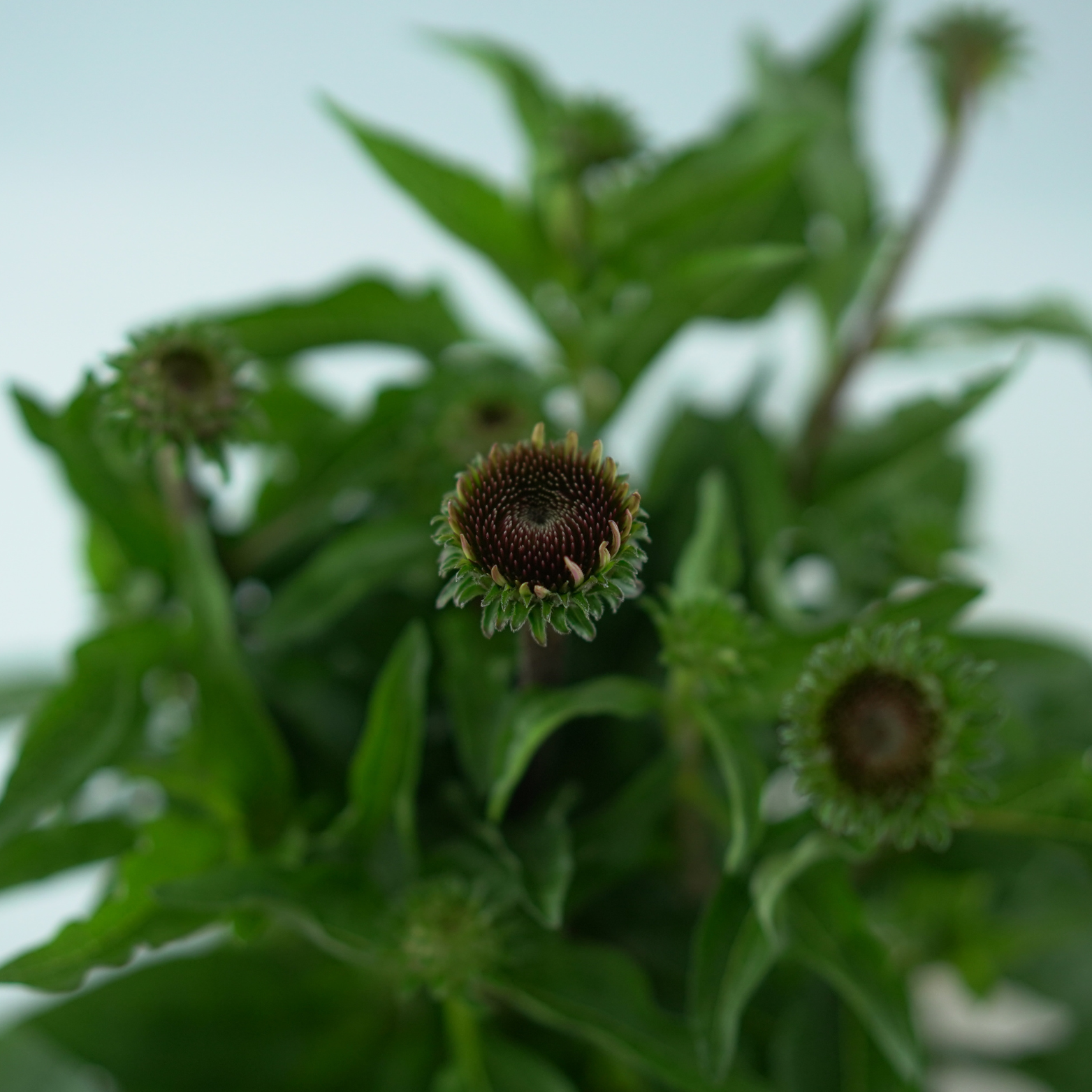 ECHINACEA PURPUREA 'Mooodz Courage' Jeżówka purpurowa
