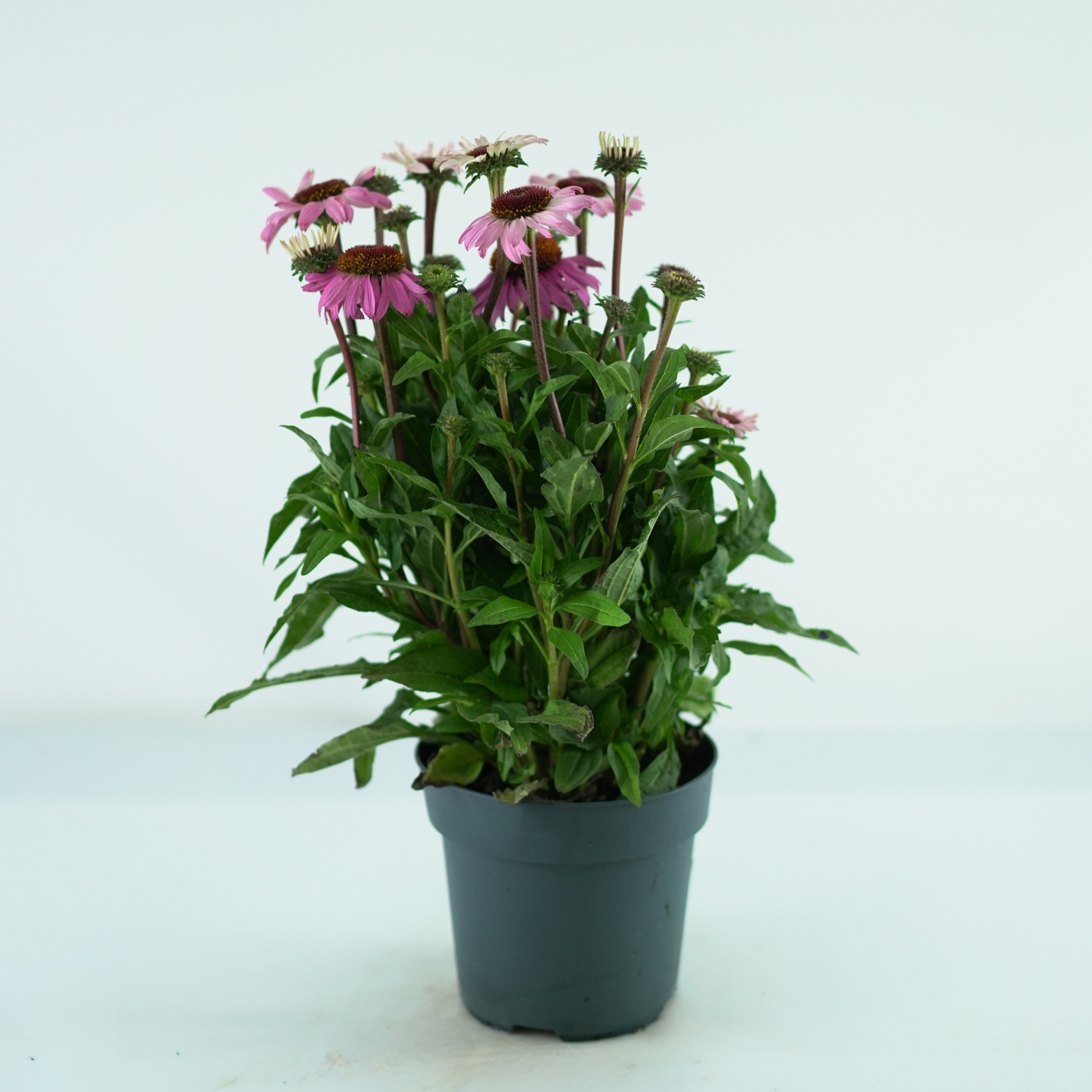 ECHINACEA PURPUREA 'Mooodz Courage' Jeżówka purpurowa