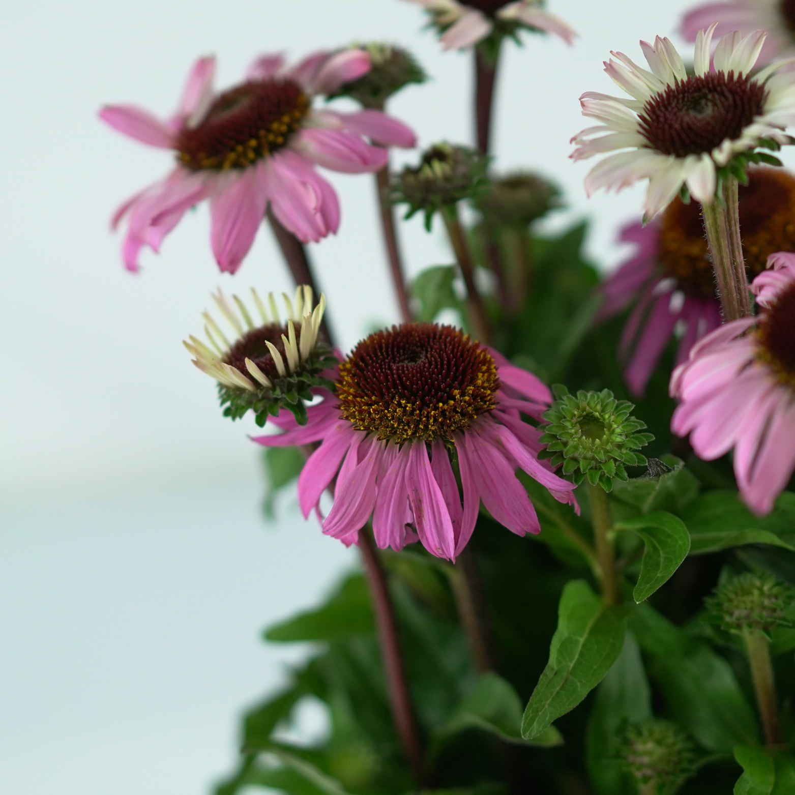 ECHINACEA PURPUREA 'Mooodz Courage' Jeżówka purpurowa