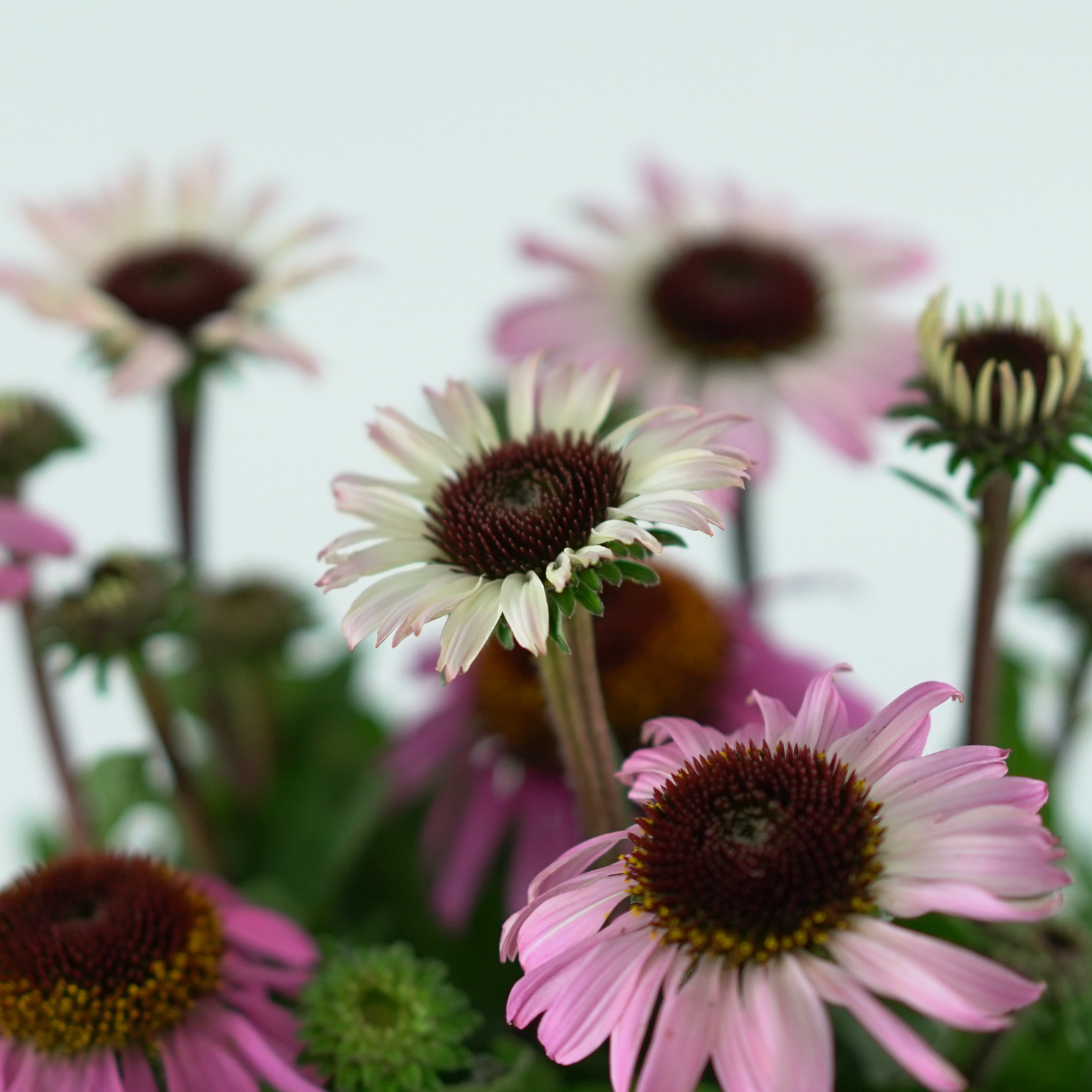 ECHINACEA PURPUREA 'Mooodz Courage' Jeżówka purpurowa