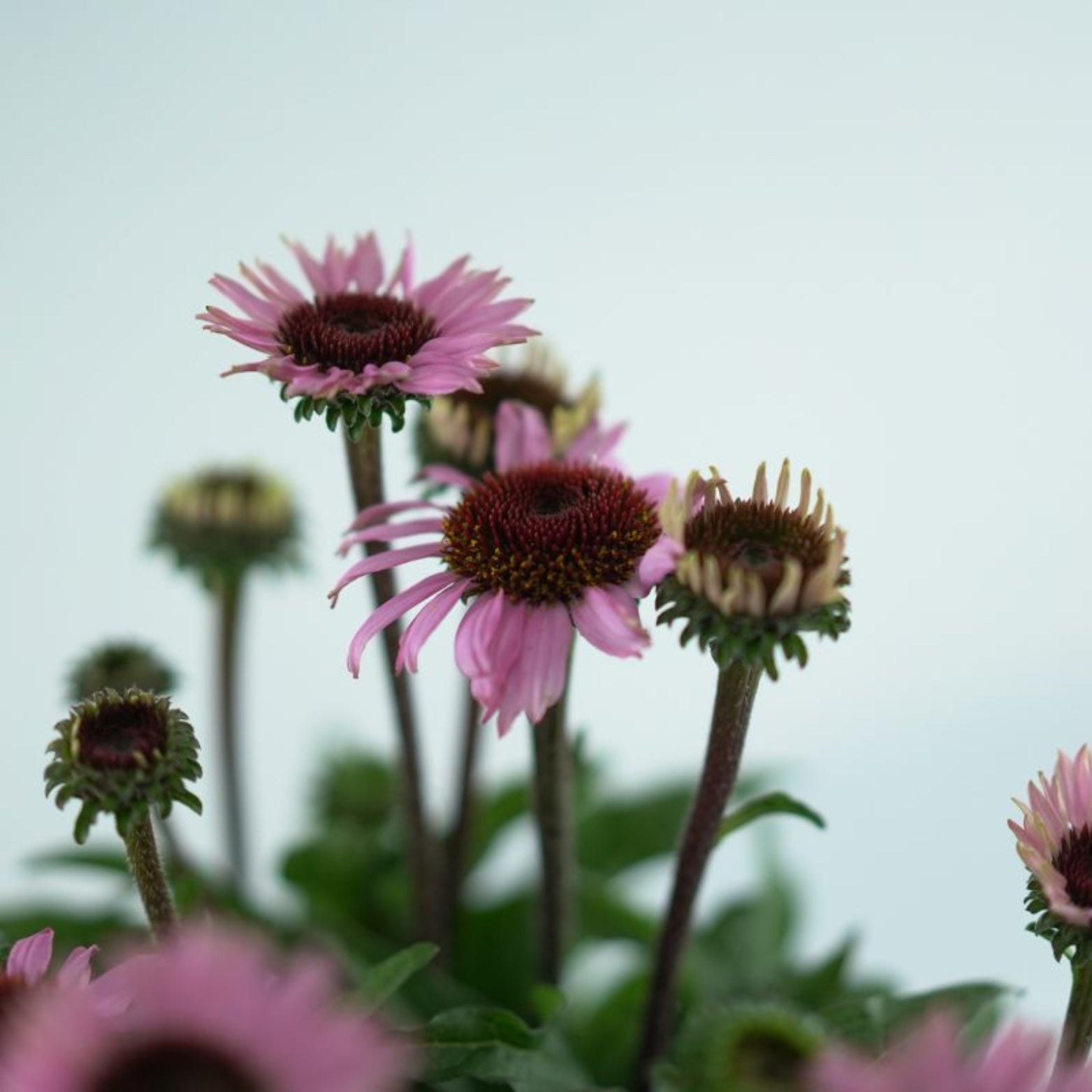 ECHINACEA PURPUREA 'Mooodz Courage' Jeżówka purpurowa