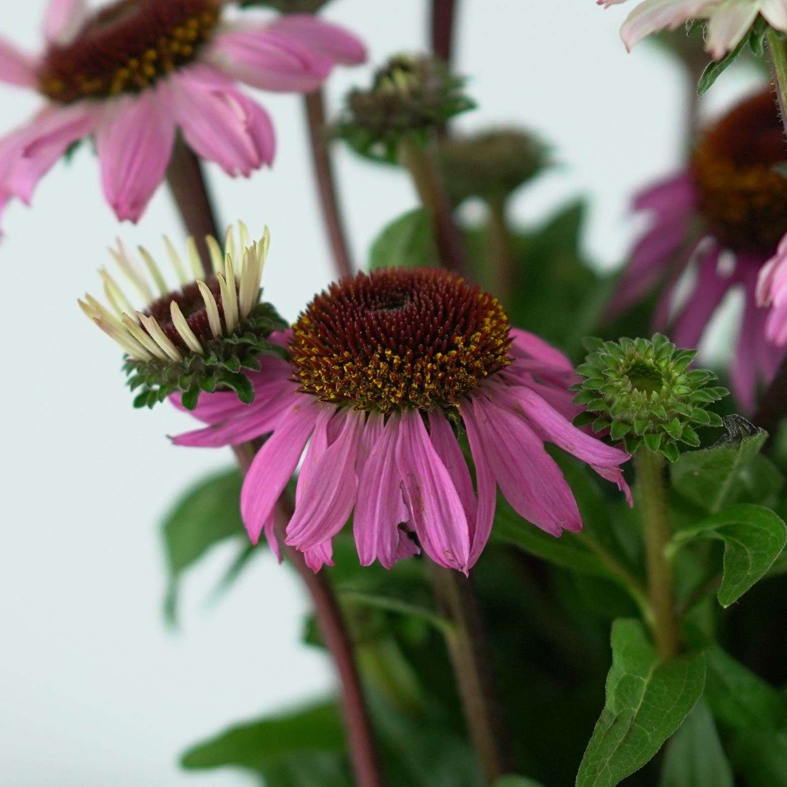 ECHINACEA PURPUREA 'Mooodz Courage' Jeżówka purpurowa