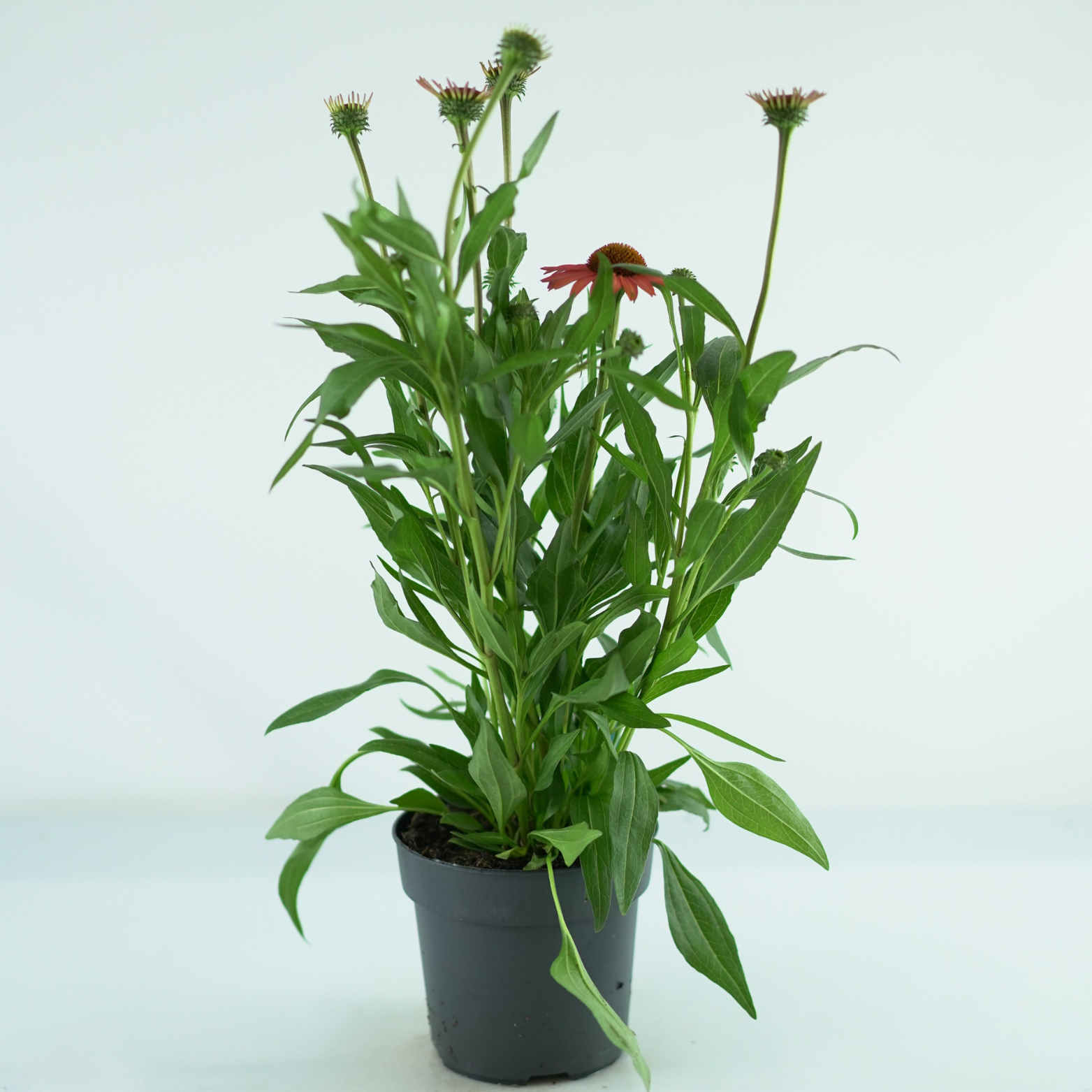 ECHINACEA PURPUREA 'Mooodz Devotion' Jeżówka purpurowa