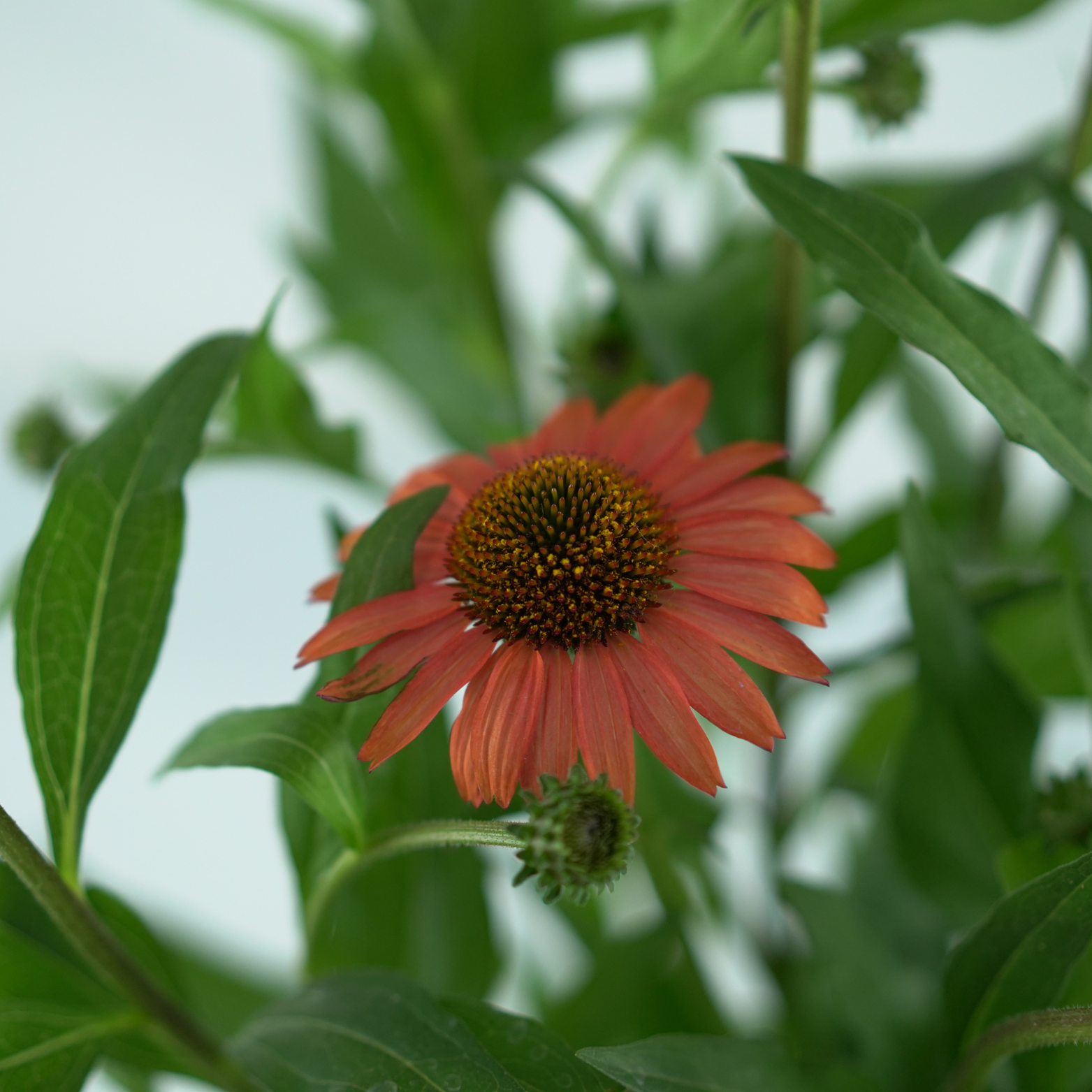 ECHINACEA PURPUREA 'Mooodz Devotion' Jeżówka purpurowa